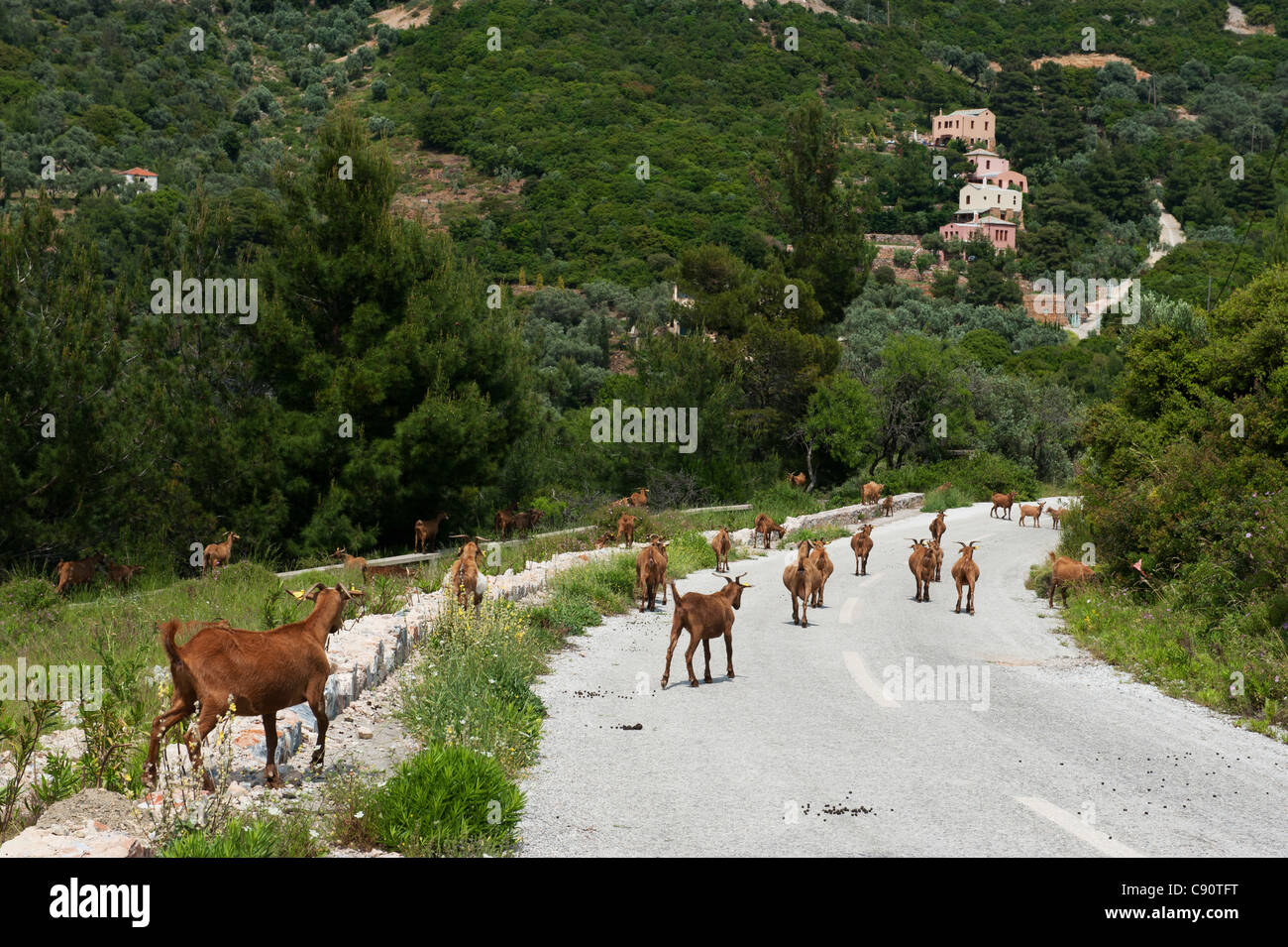 Chèvres sur l'île de Skopelos, Grèce Banque D'Images