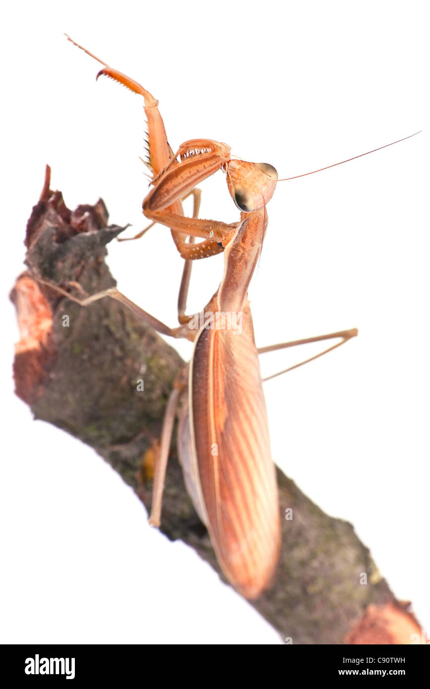 Brown insectes mantis closeup on branch Banque D'Images