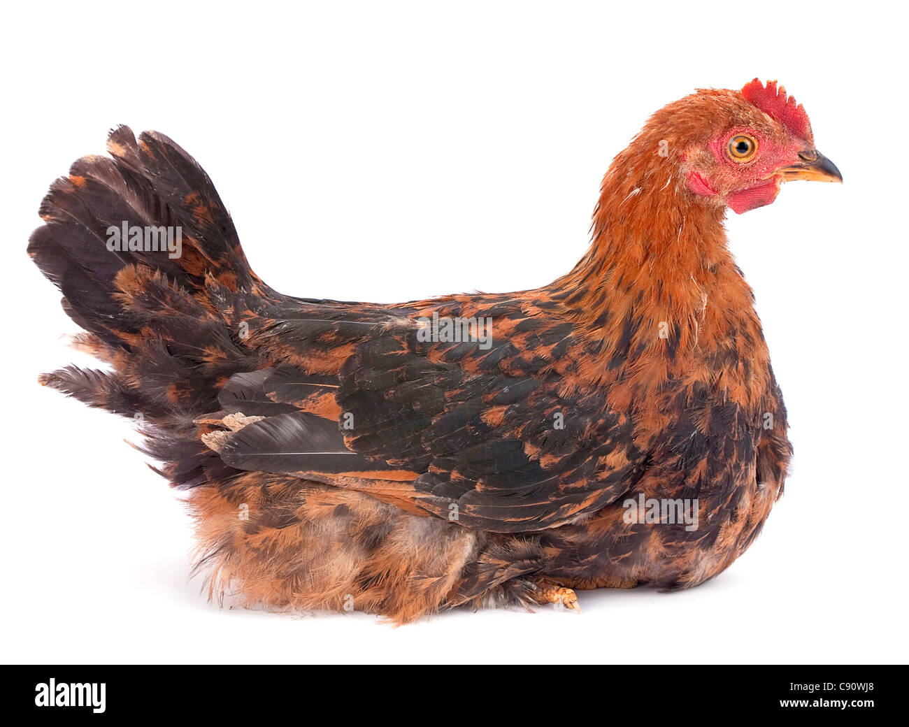 Bebe Oiseau Ferme Coq Tourne En Studio Sur Fond Blanc Photo Stock Alamy
