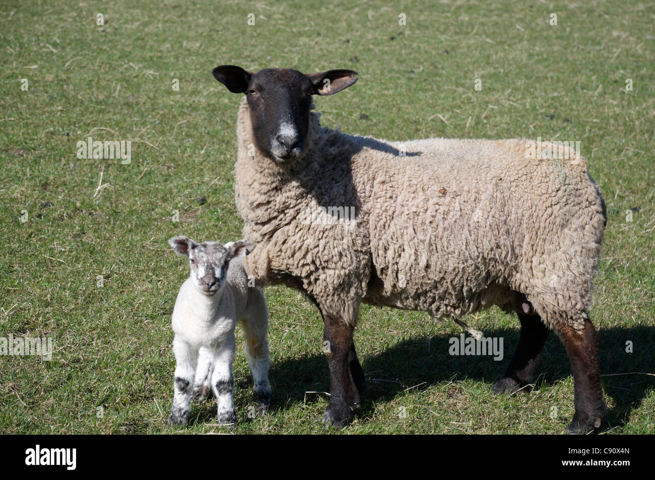 Sur les pentes de la colline de Teesdale de nombreux agriculteurs ont des moutons et ils dépendent d'un bon rendement de l'agnelage au printemps de chaque année d'augmenter Banque D'Images