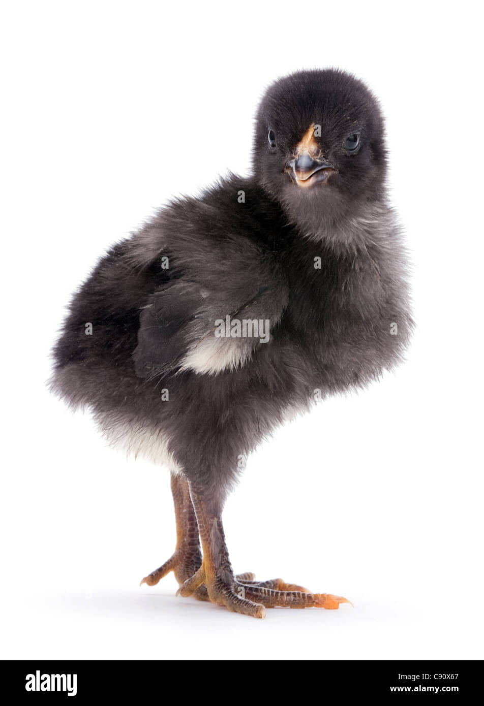 Baby Chicken libre isolé sur fond blanc Banque D'Images