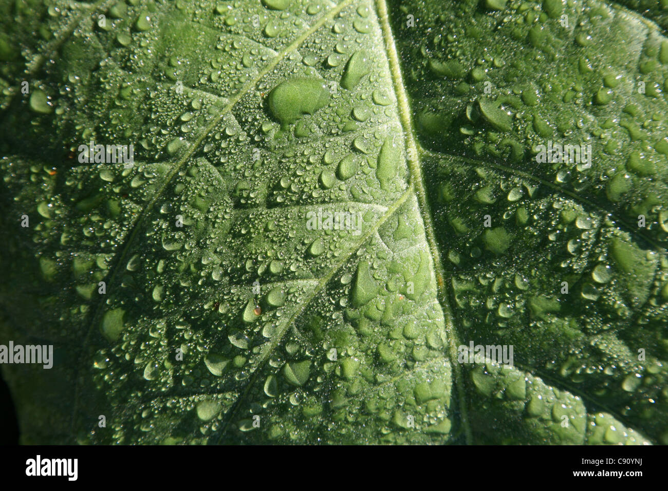Les feuilles de tabac humide à plantation de tabac dans la vallée de Vinales, Cuba. Banque D'Images Les feuilles de tabac humide à plantation de tabac dans la vallée de Vinales, Cuba. Banque D'Images
