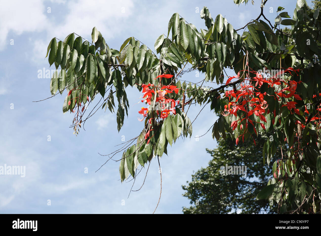 Le Sri Lanka a une très large gamme d'arbres et arbustes à fleurs qui fleurissent dans le climat chaud. Banque D'Images