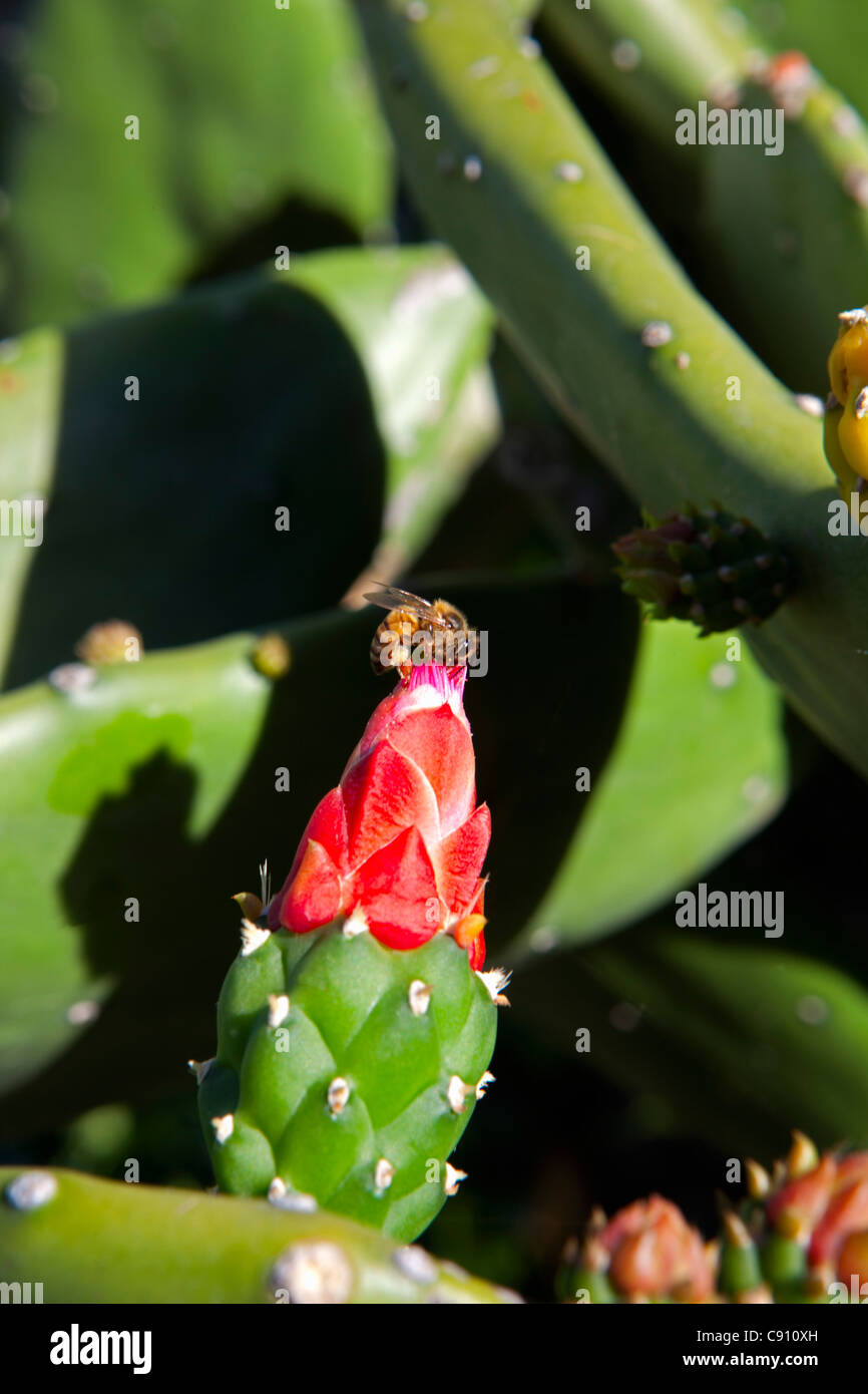 Les Pays-Bas, Oranjestad, Saint-Eustache, île des Antilles néerlandaises. Cochenille floraison Cactus et wasp dans le jardin botanique. Banque D'Images