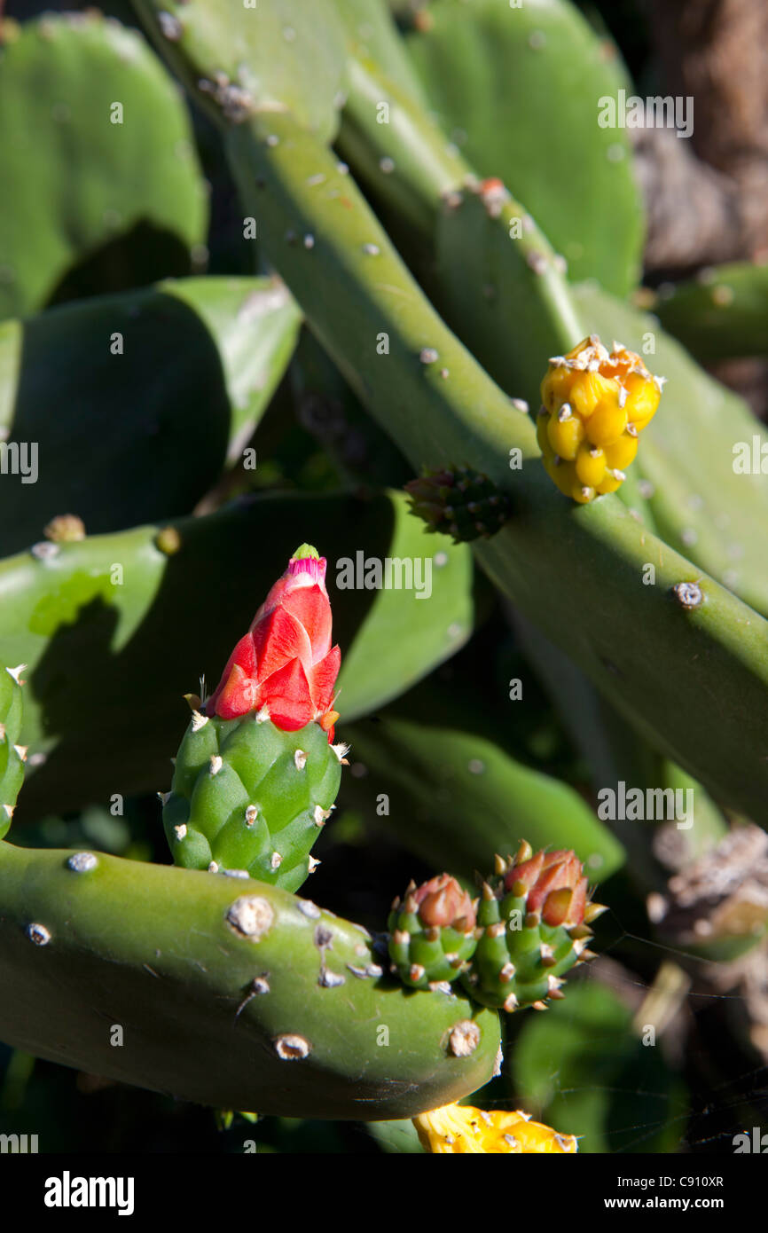 Les Pays-Bas, Oranjestad, Saint-Eustache, île des Antilles néerlandaises. Cochenille floraison Cactus dans le jardin botanique. Banque D'Images