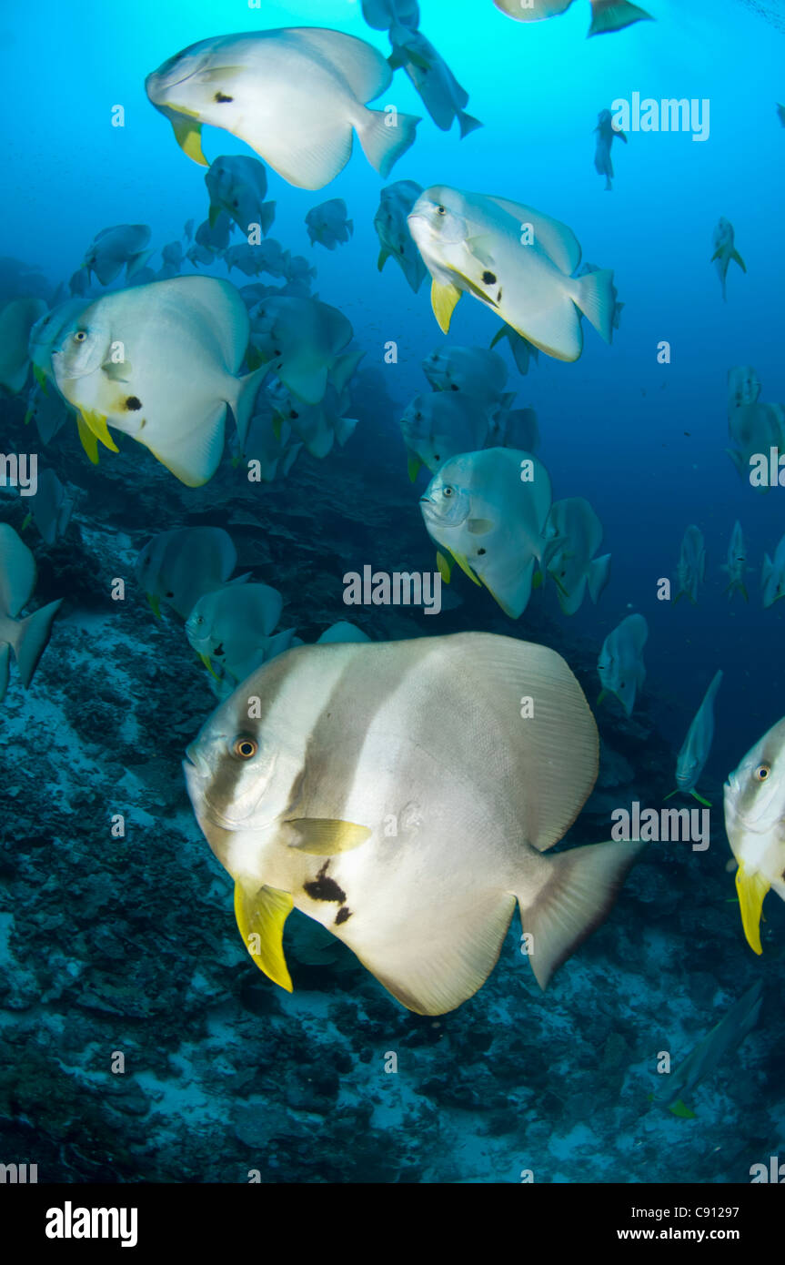 Grande école de poissons-Batfish à longue nageoire, Platax teira, site de plongée de Thundercliff, Christmas Island, Australie,Océan Indien Banque D'Images