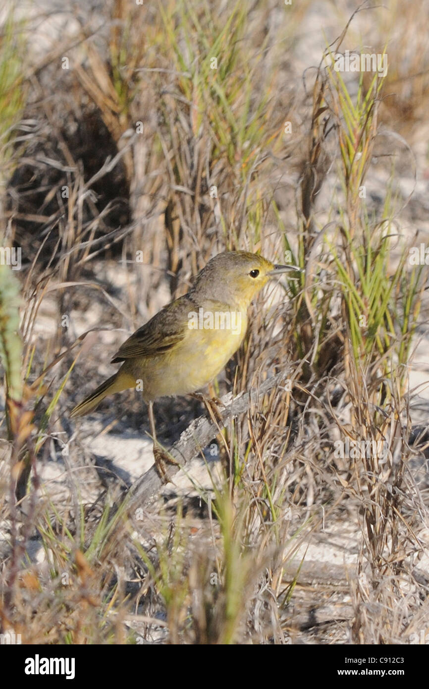 La paruline jaune (Dendroica aestiva sont communs à Los Roques Parc national du Venezuela. Los Roques est le plus grand parc national d Banque D'Images