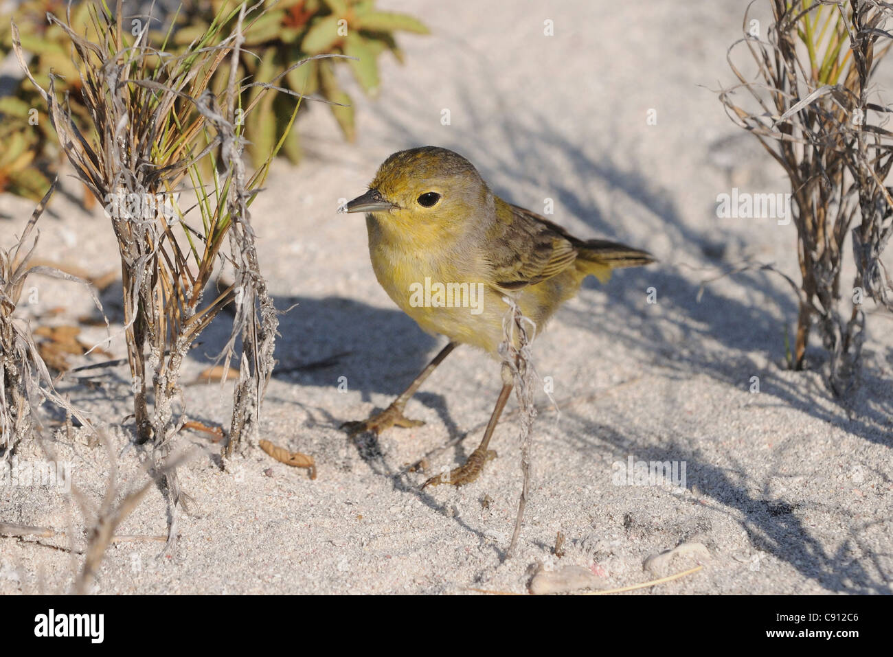 La paruline jaune (Dendroica aestiva sont communs à Los Roques Parc national du Venezuela. Los Roques est le plus grand parc national d Banque D'Images