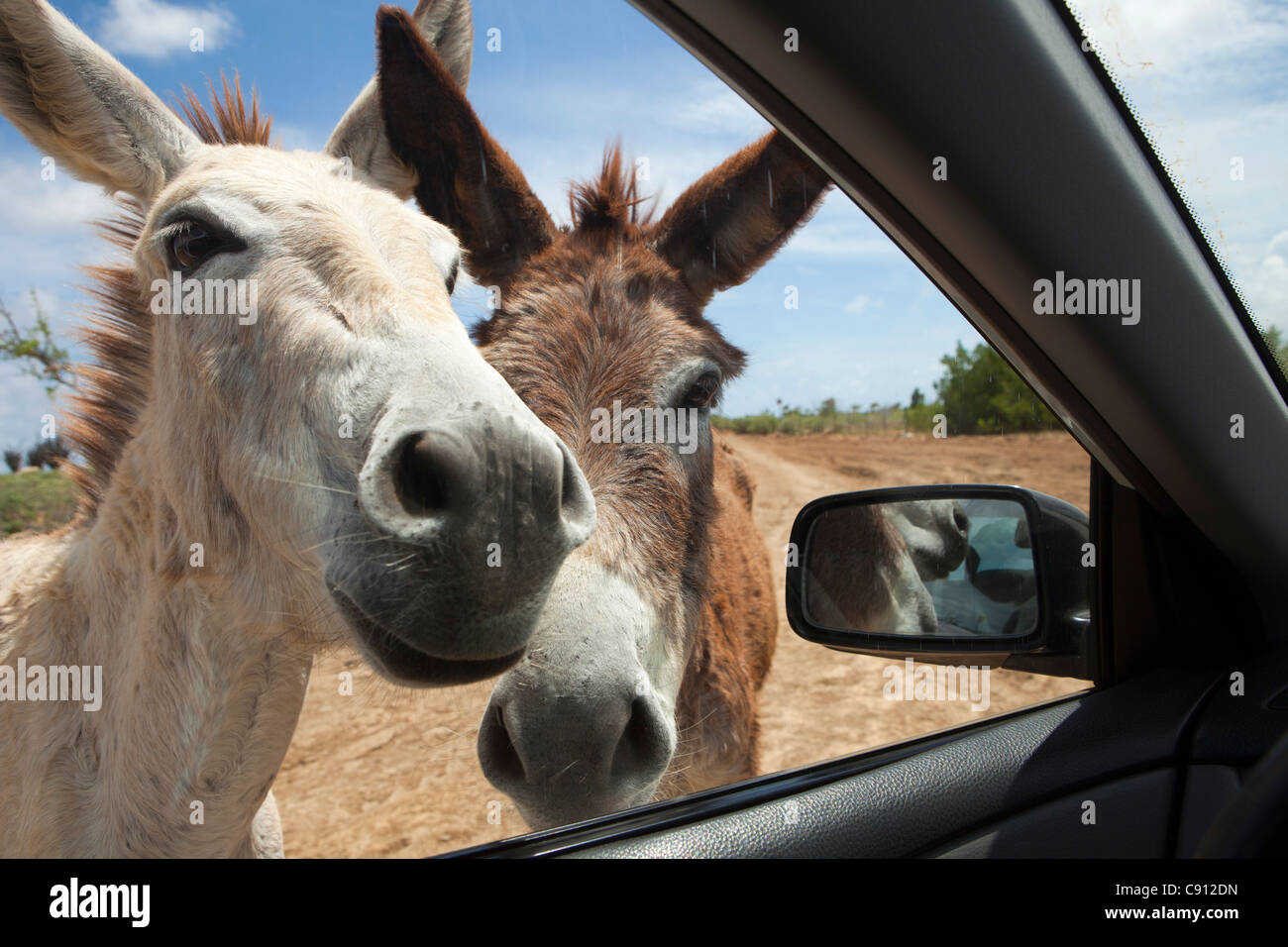 Les Pays-Bas, l'île de Bonaire, Antilles néerlandaises, Kralendijk, Donkey Sanctuary. Banque D'Images