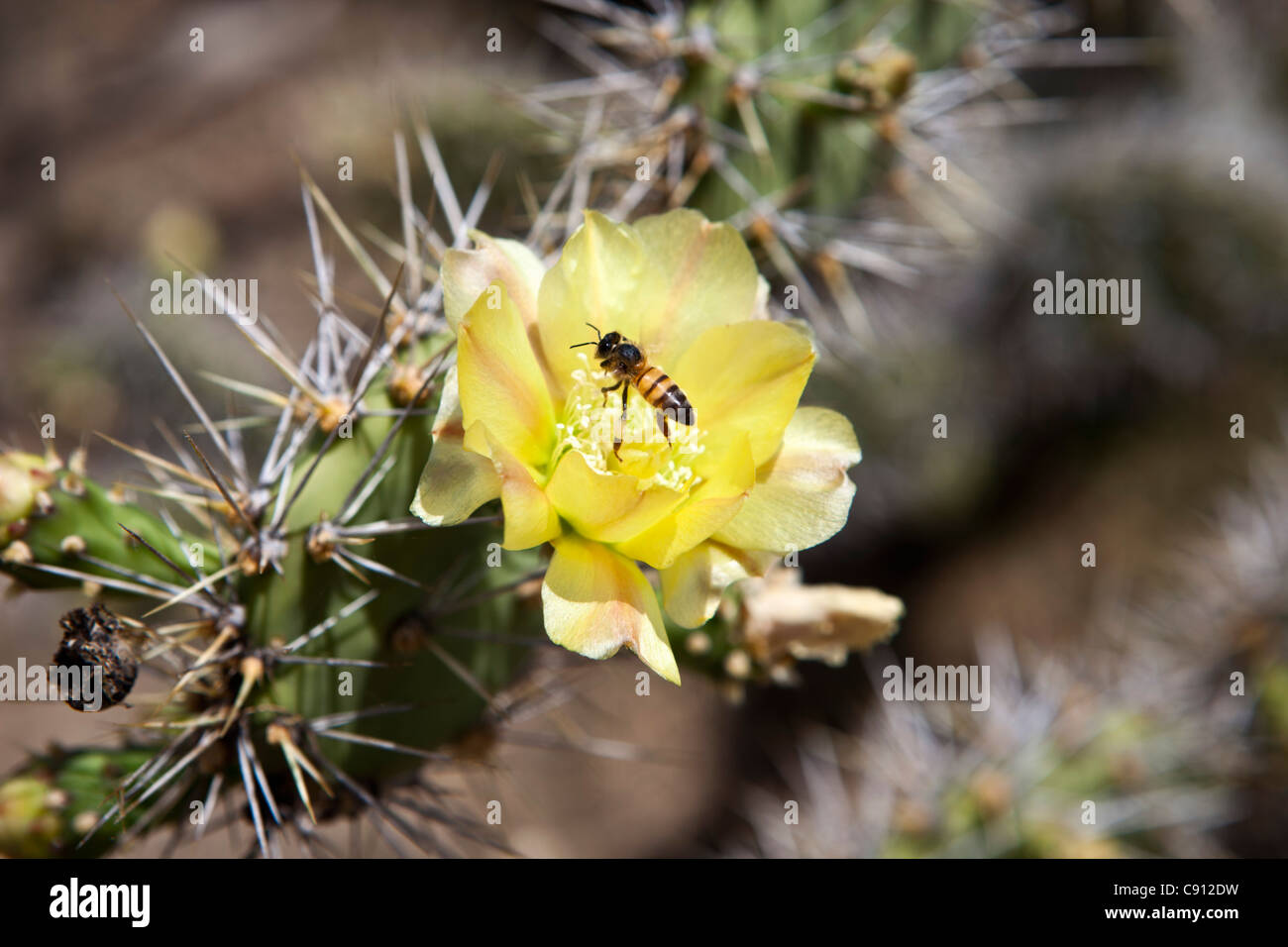 Les Pays-Bas, l'île de Bonaire, Antilles néerlandaises, Kralendijk, Wasp sur la fleur de cactus. Banque D'Images
