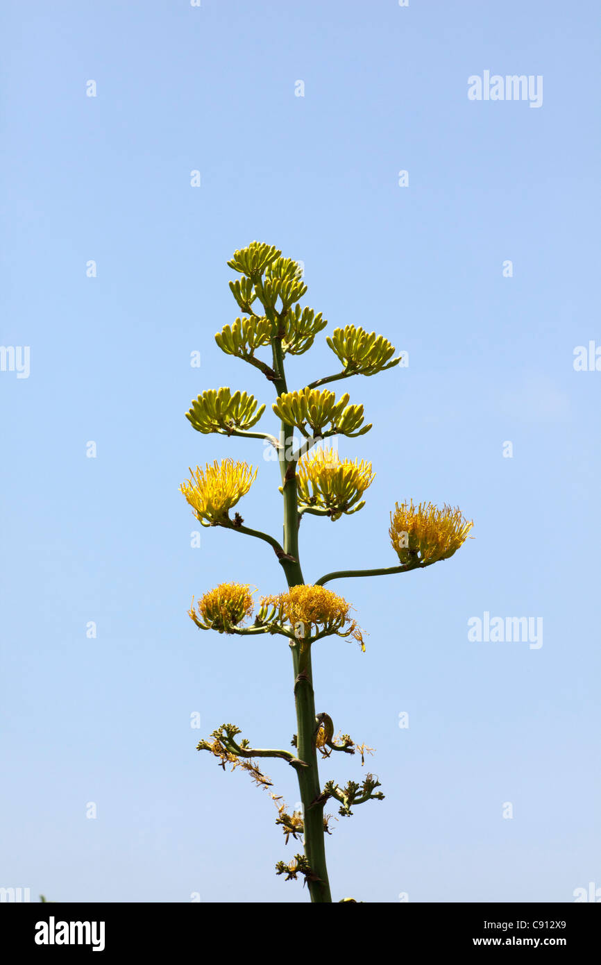 Les Pays-Bas, l'île de Bonaire, Antilles néerlandaises, Kralendijk, la Floraison l'agave. Banque D'Images