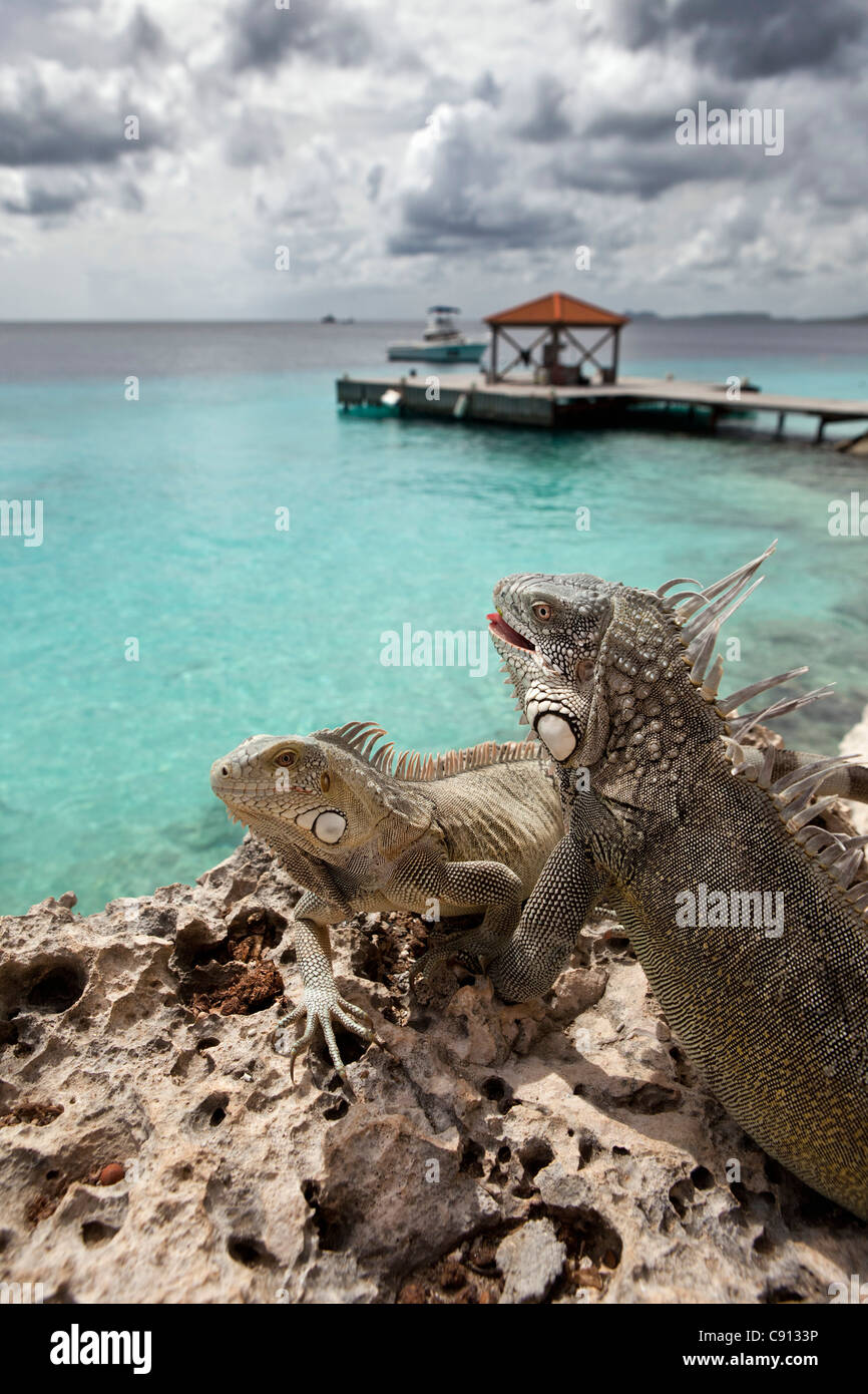 Les Pays-Bas, l'île de Bonaire, Antilles néerlandaises, Kralendijk, Green Iguana Iguana iguana ( ) près de diver's Beach et l'hôtel. Banque D'Images