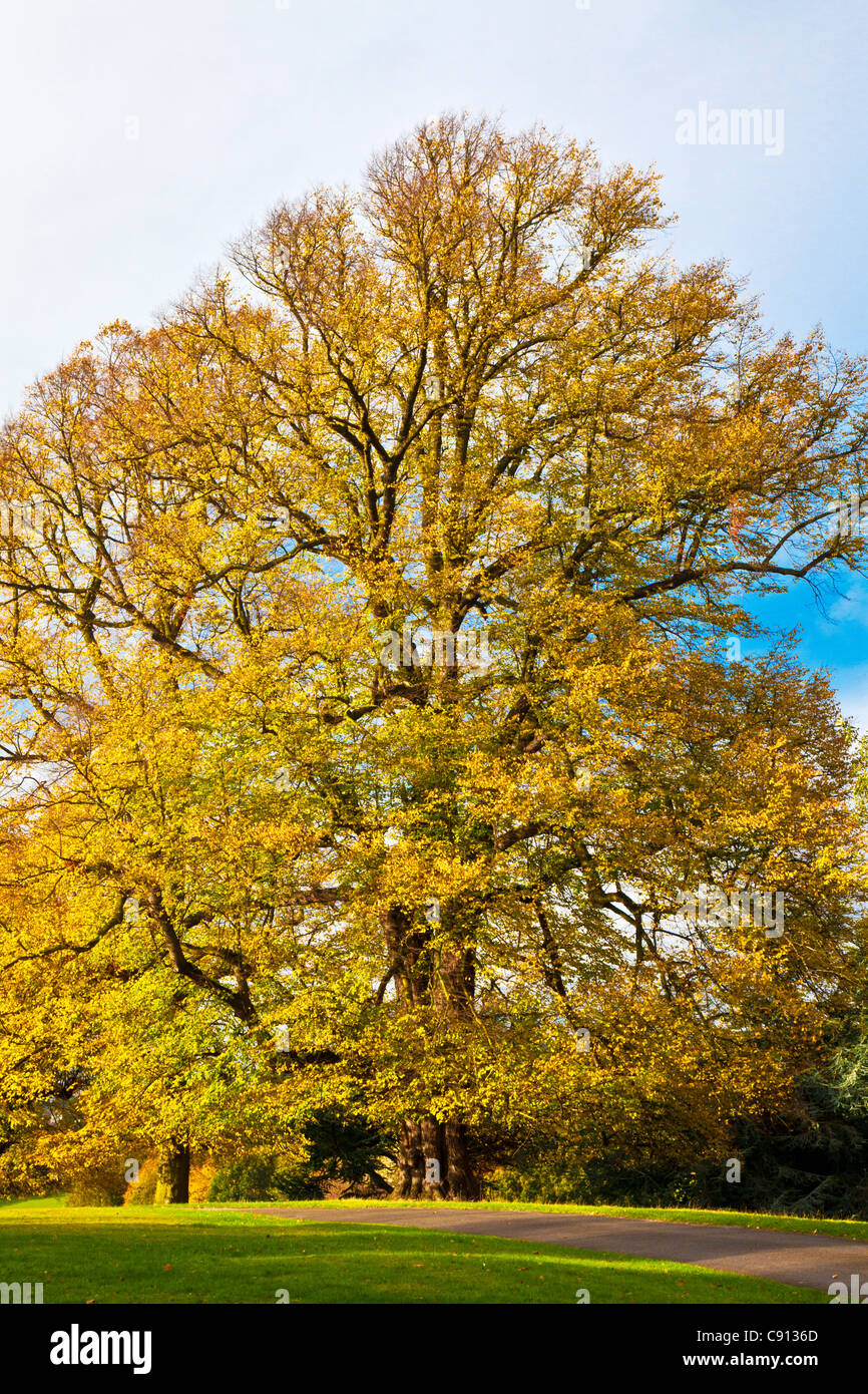 Un bel arbre d'automne à Wollaton Park, Nottingham, Nottinghamshire, England, UK Banque D'Images