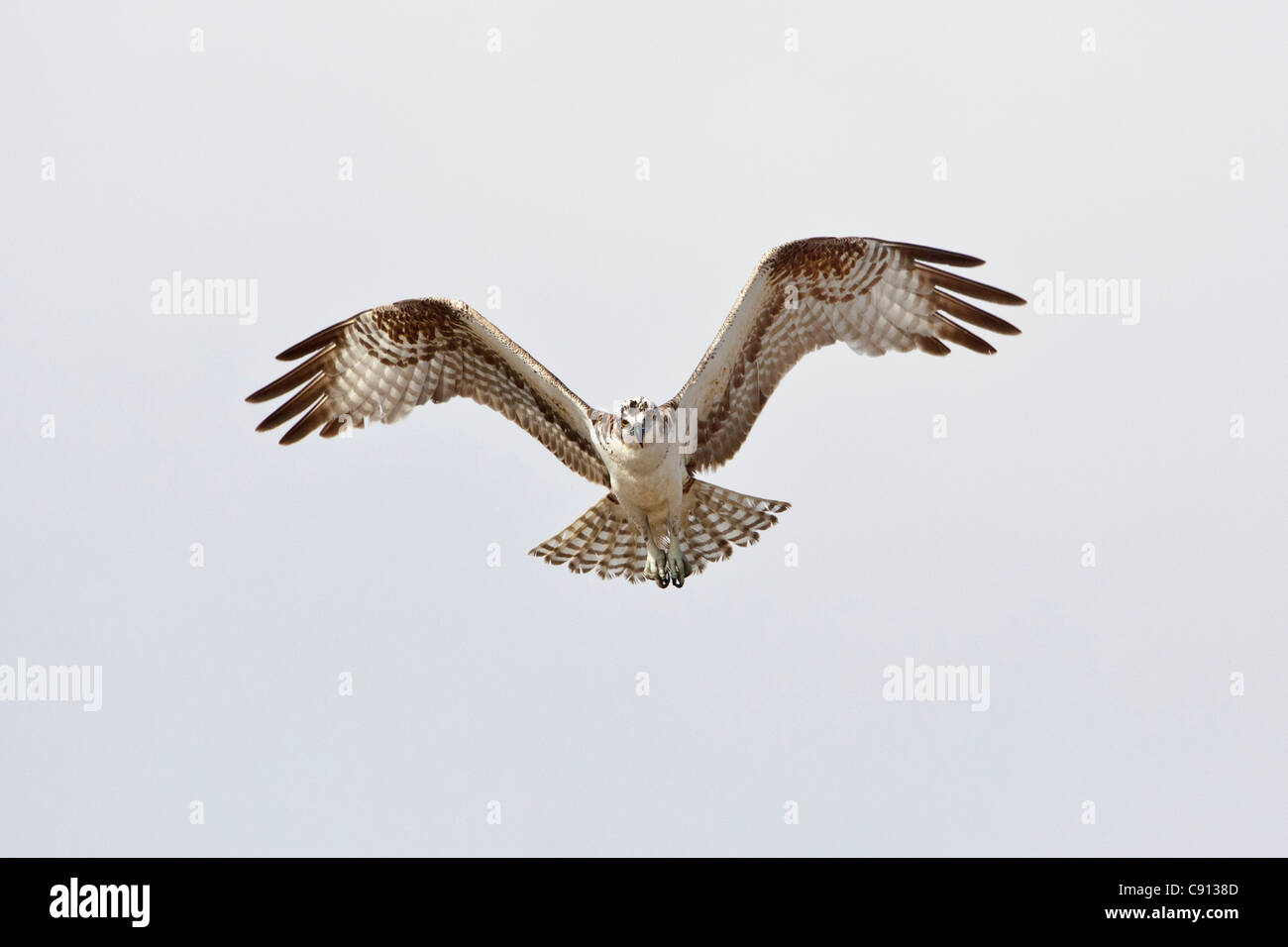 Les Pays-Bas, l'île de Bonaire, Antilles néerlandaises, Kralendijk, poisson eagle ou Pandion haliaetus Osprey ( ). Banque D'Images