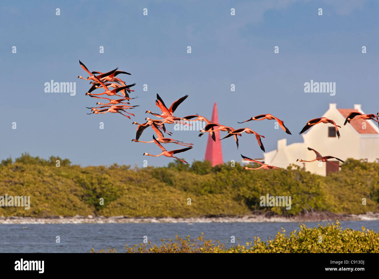 L'île de Bonaire, Antilles néerlandaises, Kralendijk, plus de flamants roses (Phoenicopterus ruber ) volant en face de la maison d'esclaves. Banque D'Images