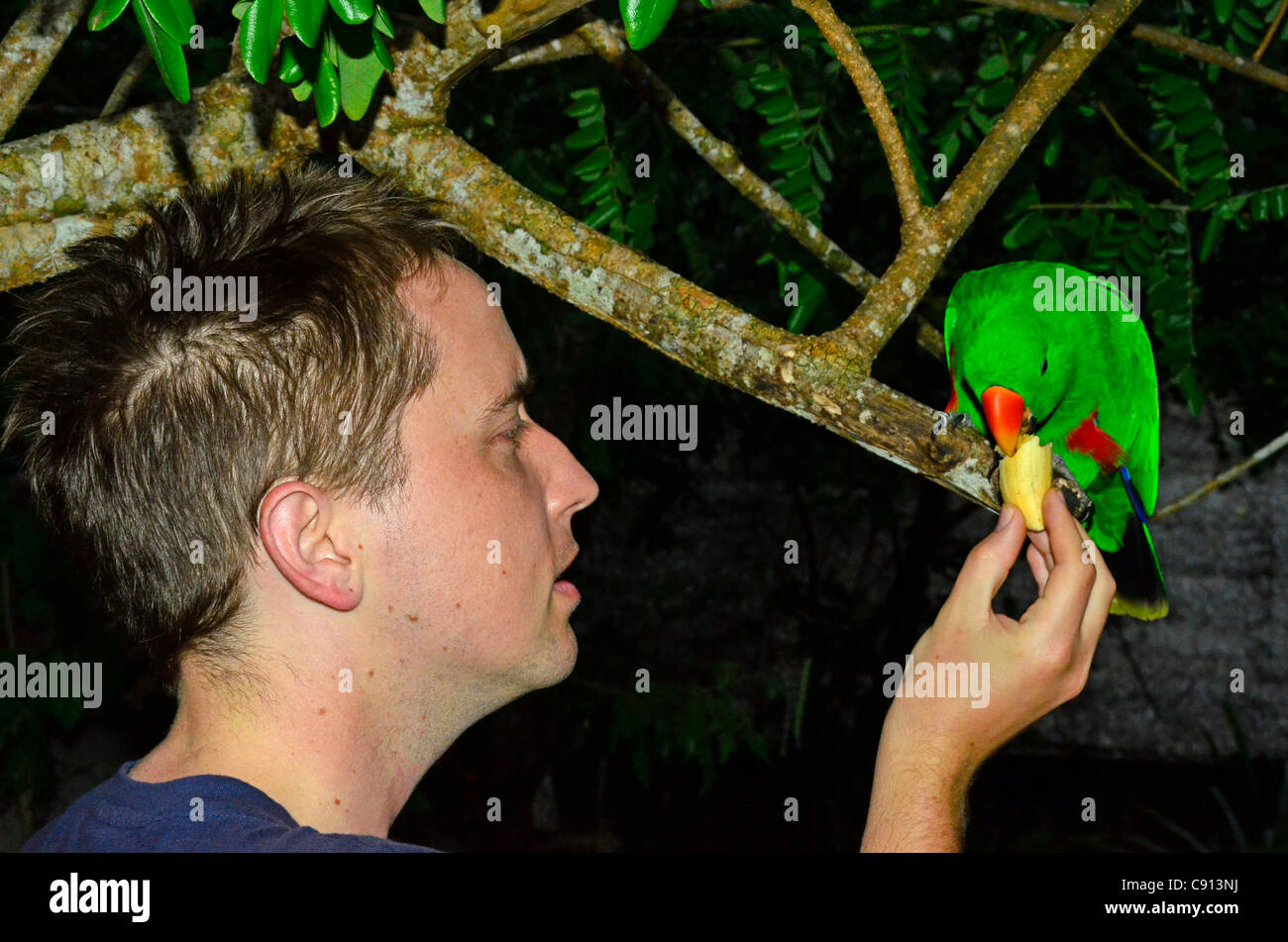 L'homme d'Afrique du Sud alimentation Eclectus parrot, Raja Ampat îles de Papouasie occidentale dans l'océan Pacifique, l'Indonésie. Banque D'Images