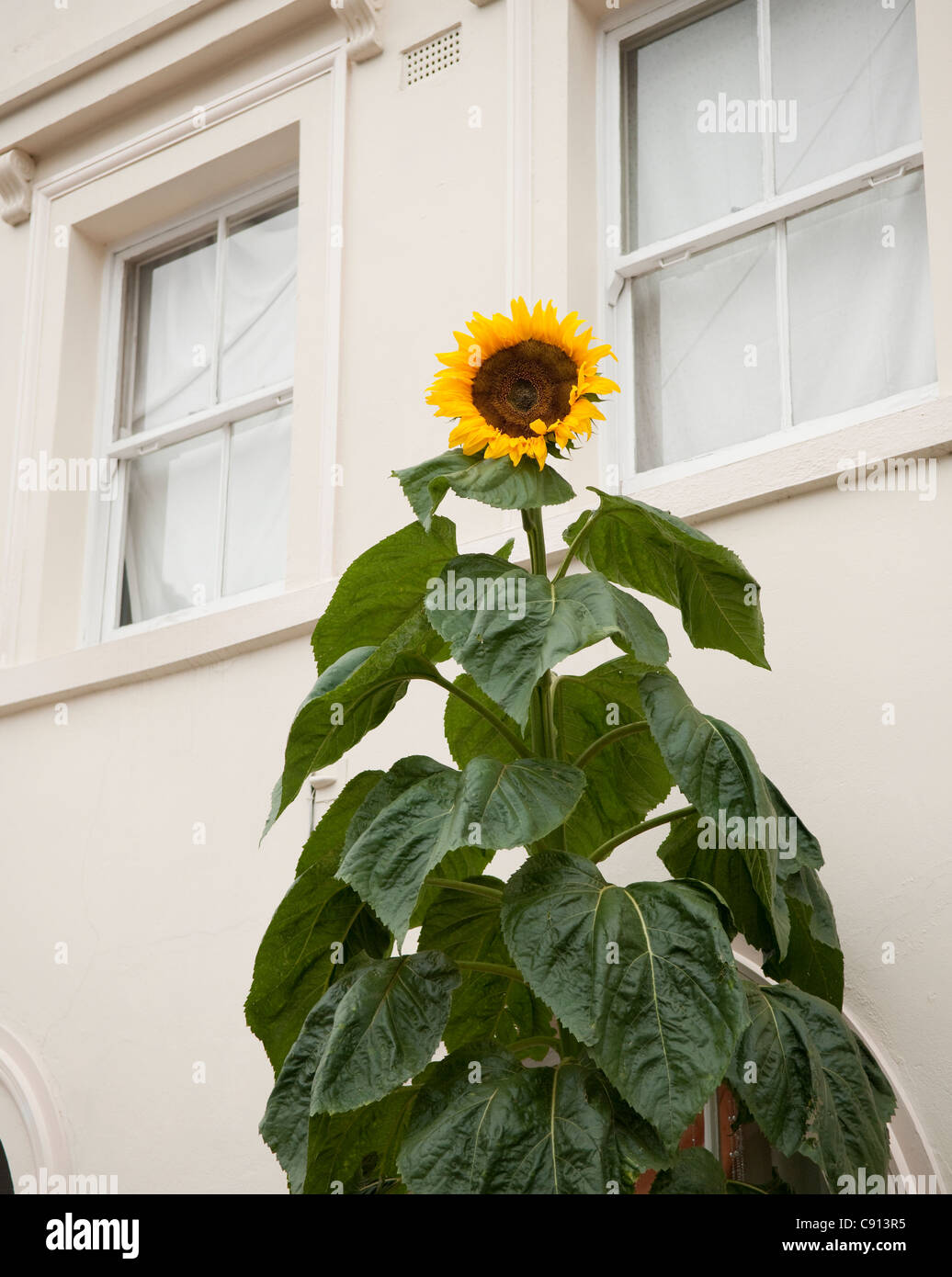 Le tournesol est une fleur populaire dans de nombreux jardins de Londres comme ils sont faciles à cultiver et elles peuvent croître incroyablement grand. Banque D'Images