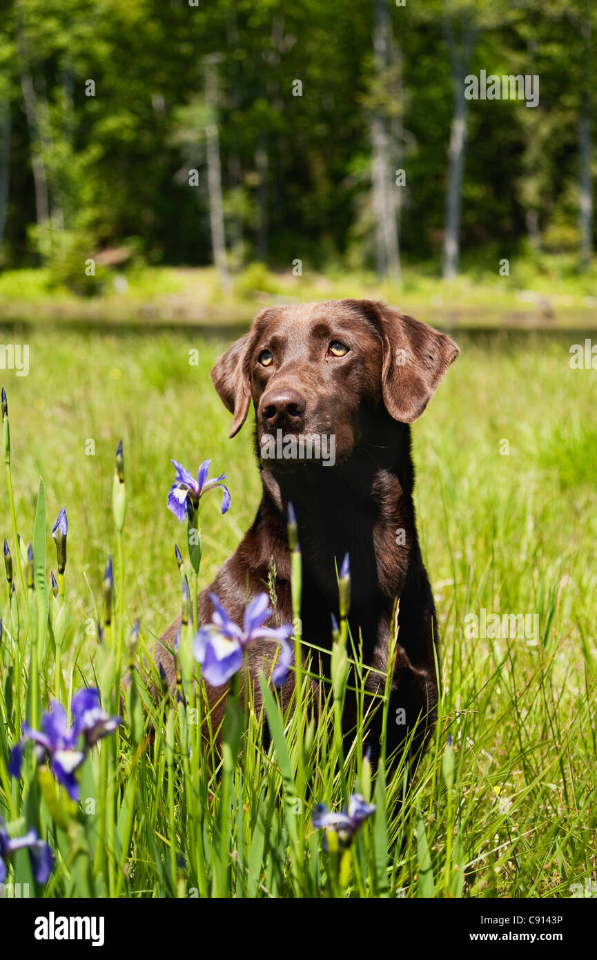 Un Labrador Retriever chocolat dans iris sauvage dans le Maine. Banque D'Images