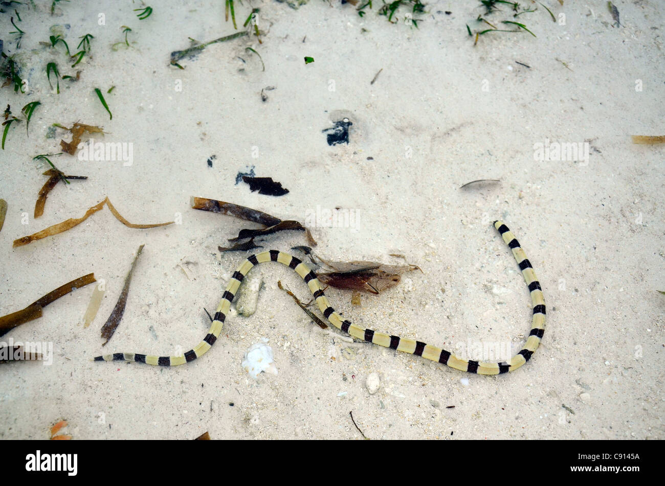 L'anguille serpent dans l'eau peu profonde à l'île de Kri, Raja Ampat îles de Papouasie occidentale dans l'océan Pacifique, l'Indonésie. Banque D'Images