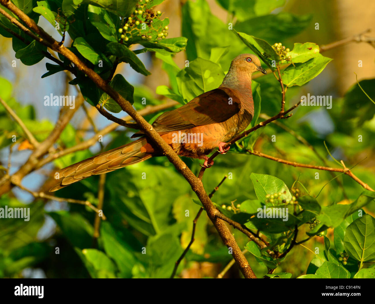 Dovesitting Direction générale sur l'île de Kri, Raja Ampat, Papouasie occidentale des îles dans l'océan Pacifique, l'Indonésie. Banque D'Images