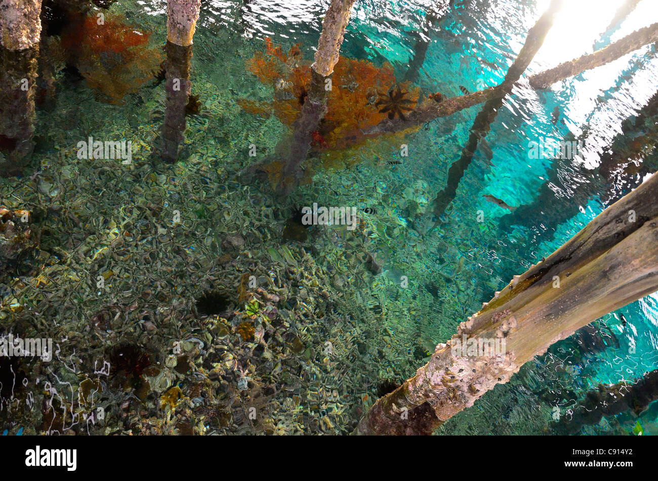 Jetée sur les récifs coralliens en eau bleue, Kri Eco Resort, Raja Ampat îles de Papouasie occidentale dans l'océan Pacifique, l'Indonésie. Banque D'Images