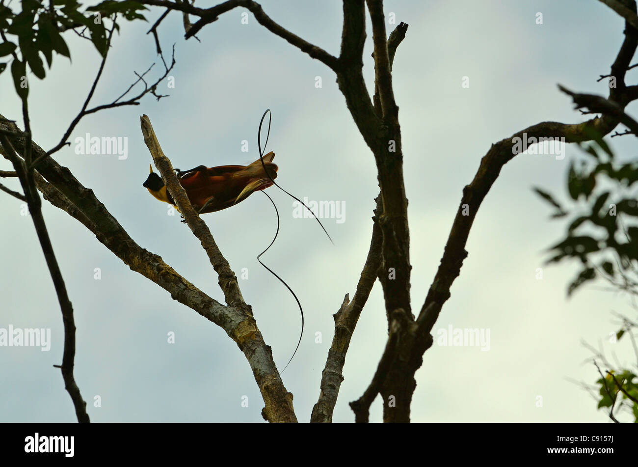 Oiseau de paradis à ailes rouges près de Kri Eco Resort, Raja Ampat îles de Papouasie occidentale dans l'océan Pacifique, l'Indonésie. Banque D'Images