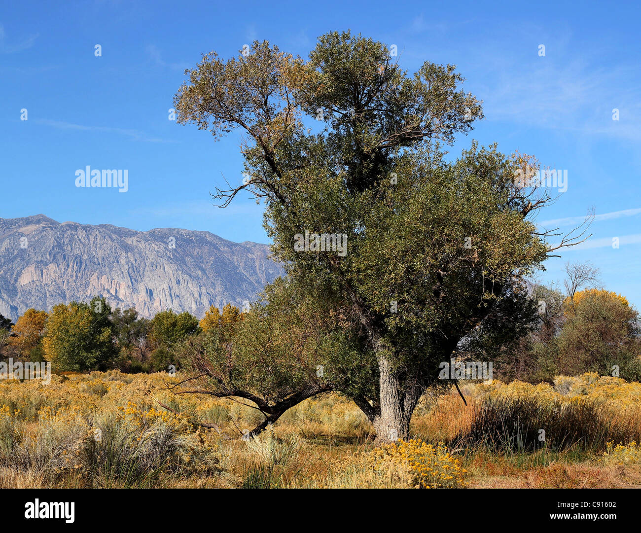 Vieux arbres cottonwood près de Bishop, en Californie, sur une journée d'automne ensoleillée avec la Sierra montagnes en arrière-plan. Banque D'Images