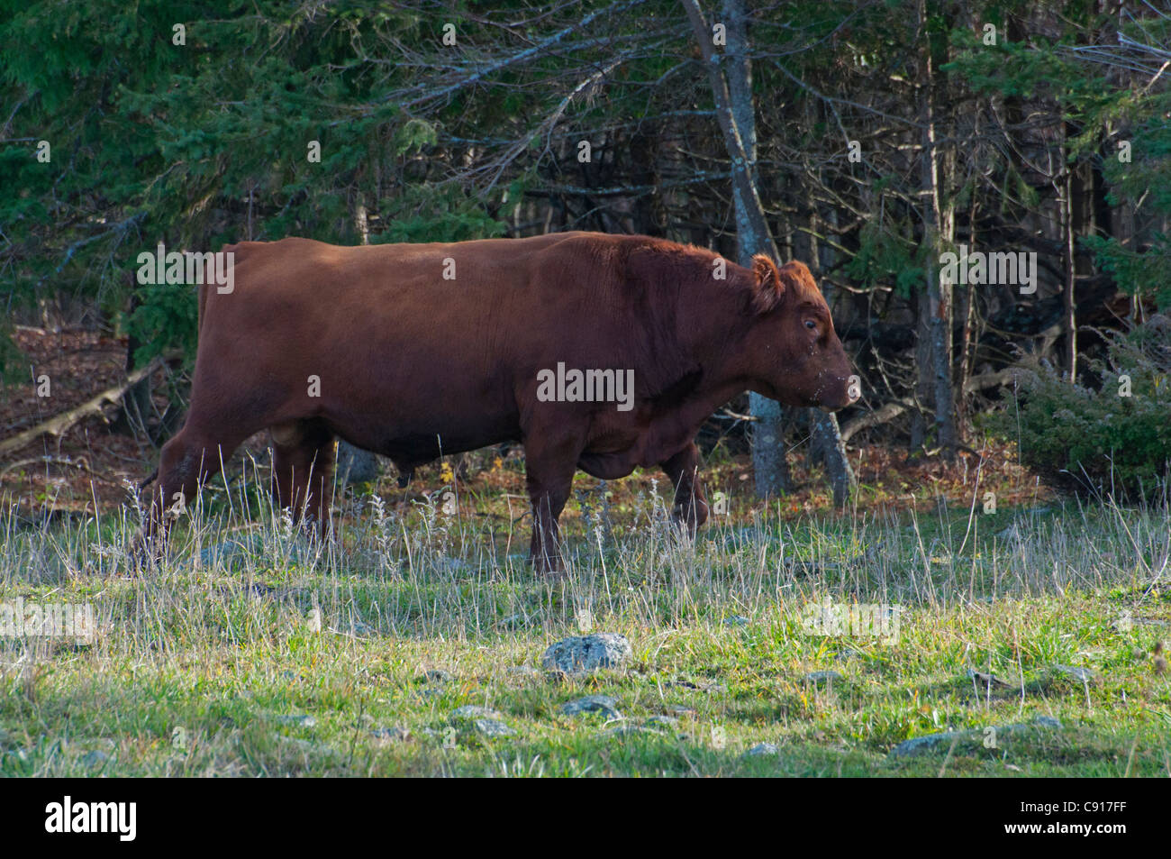 Un taureau Angus rouge, l'île Manitoulin, en Ontario. Banque D'Images