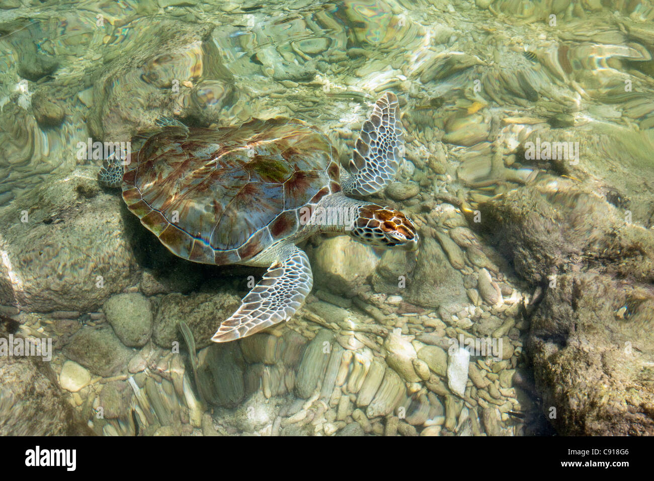 Curaçao, île des Caraïbes, Lagun Bay, la tortue verte (Chelonia mydas). Banque D'Images