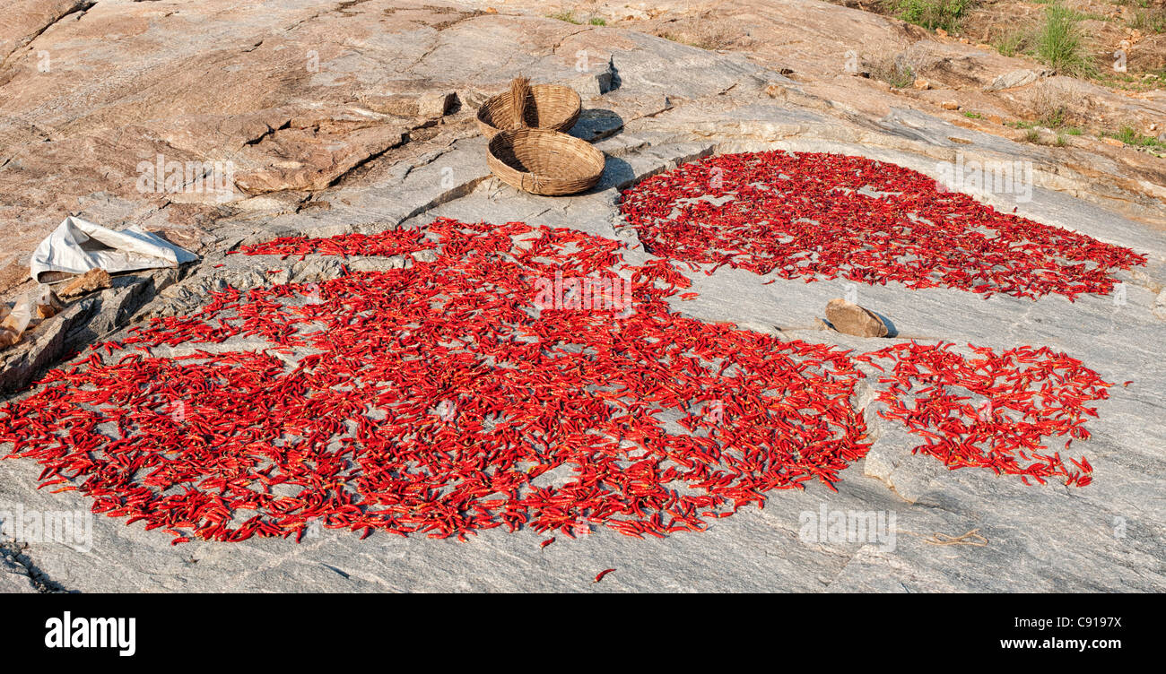 Le séchage au soleil des piments sur un rocher dans la campagne indienne. L'Andhra Pradesh, Inde. Vue panoramique Banque D'Images
