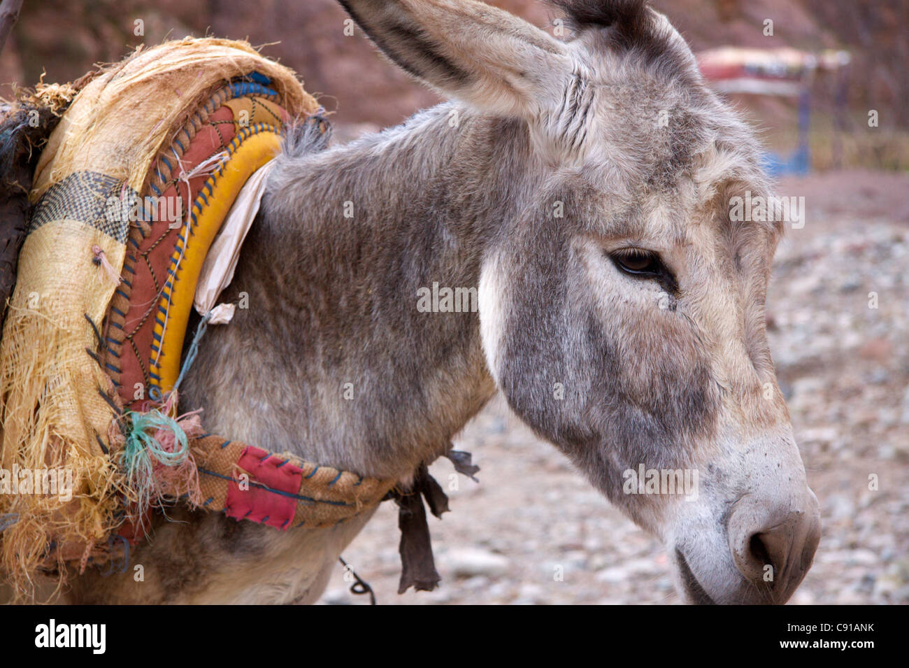 Les ânes sont des animaux de travail dans des pays comme le Maroc. Banque D'Images