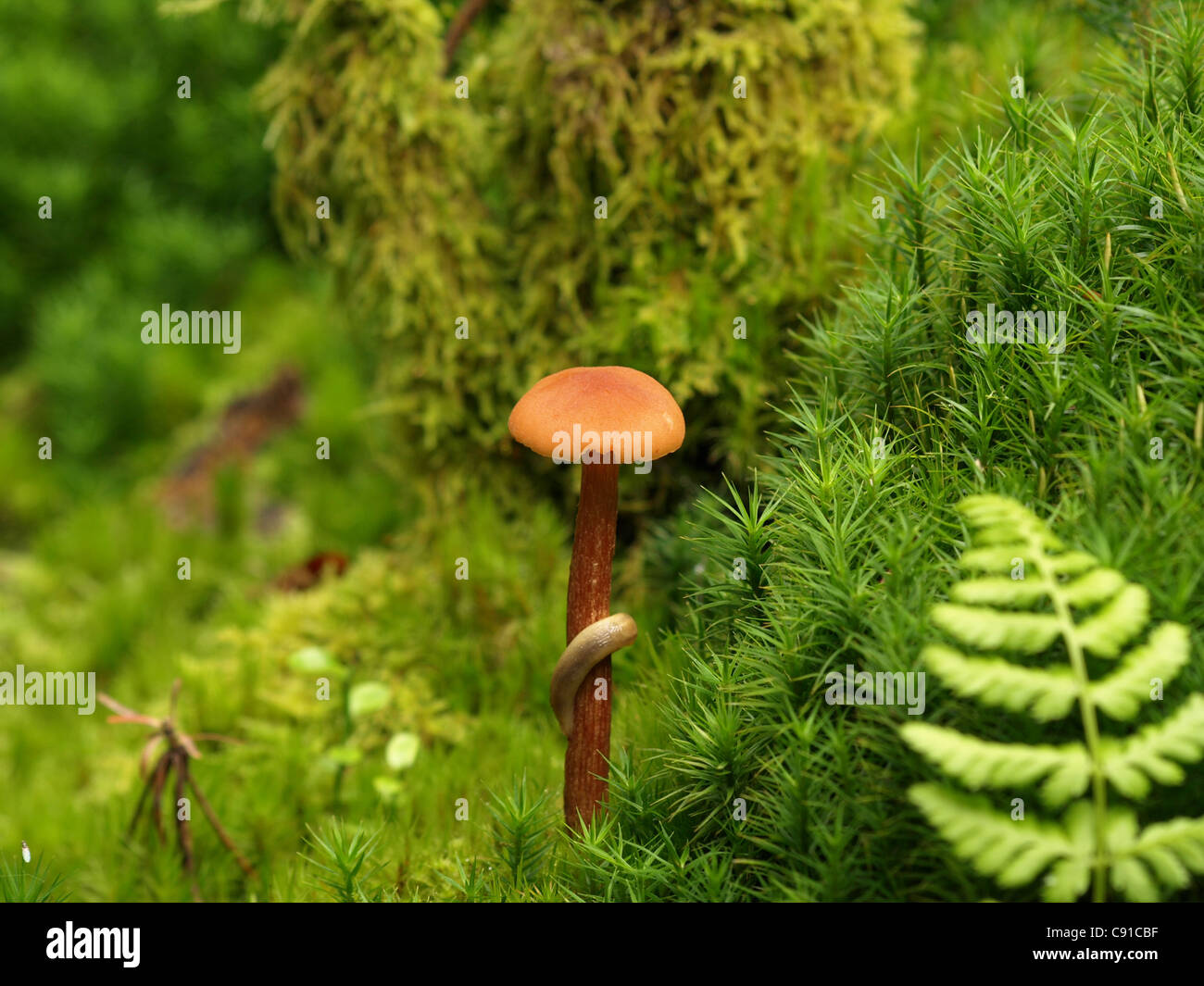 Escargot avec champignons / slug dans MOSS Banque D'Images