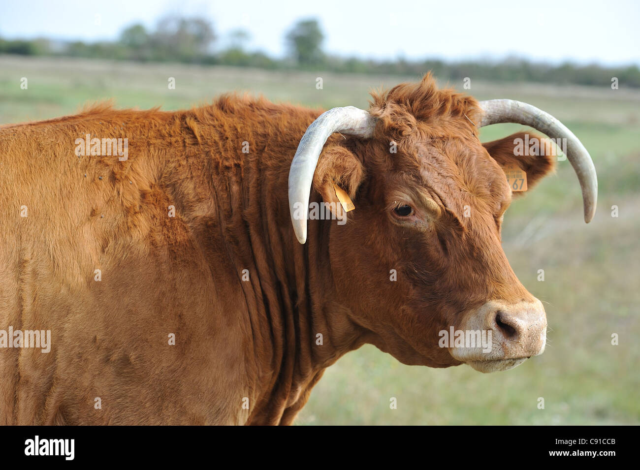 Vache Maraichine le pâturage dans le marais de la réserve naturelle de Moëze-Oleron Banque D'Images