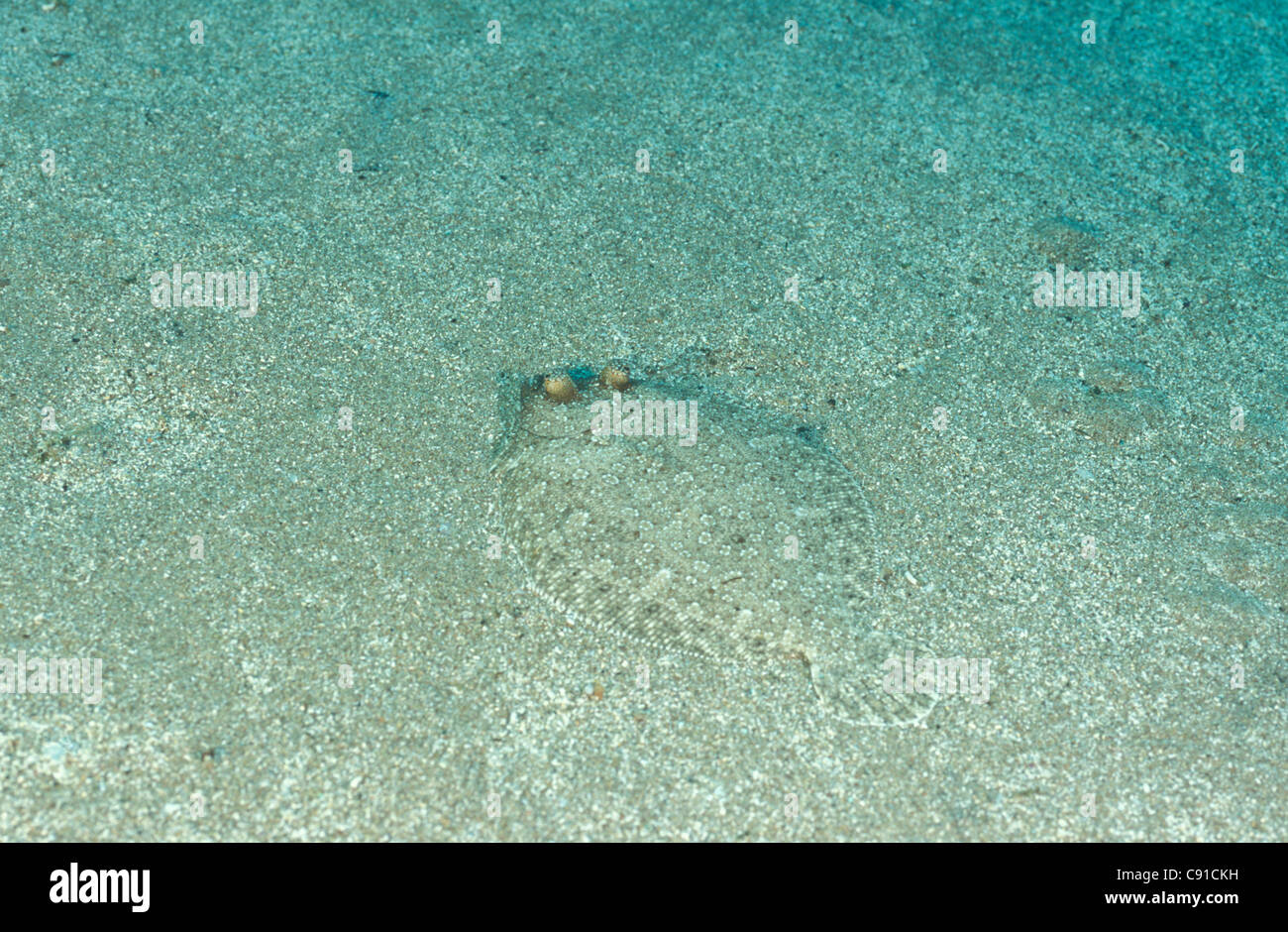 Les yeux écarquillés de flet (Bothus podas - Platophrys podas) portant sur un fond sablonneux de la Mer Méditerranée Banque D'Images