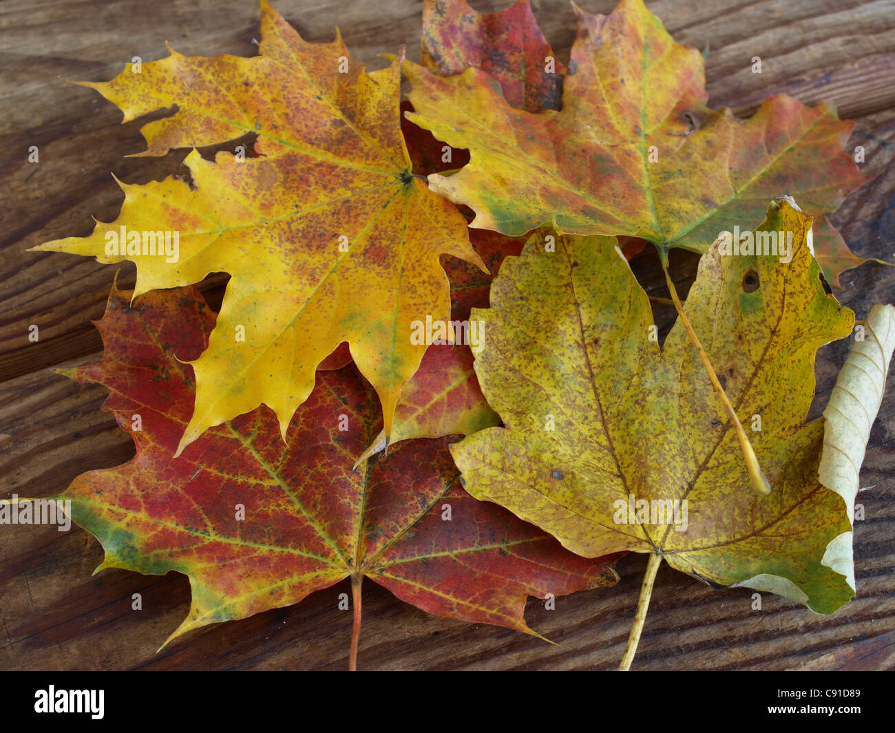 Feuillage d'automne de l'érable sur une carte antique / Ahorn Herbstblätter auf einem antiken Brett Banque D'Images