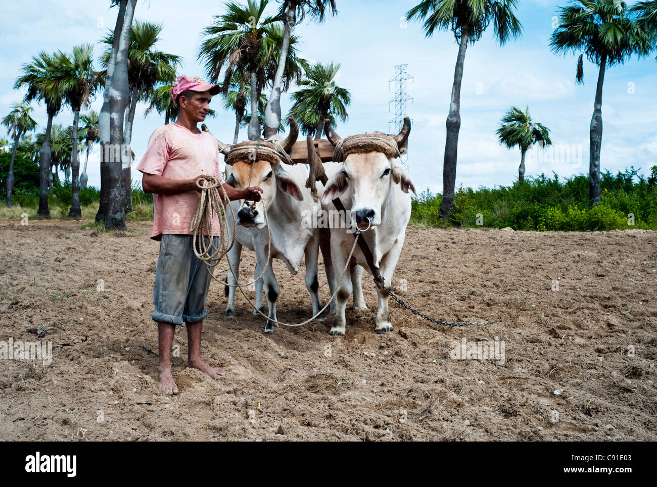 Le tabac et les exploitants de terres arables à Cuba utilisent souvent des charrues, bœufs et ces animaux de travail sont très prisés comme animaux de ferme. Banque D'Images