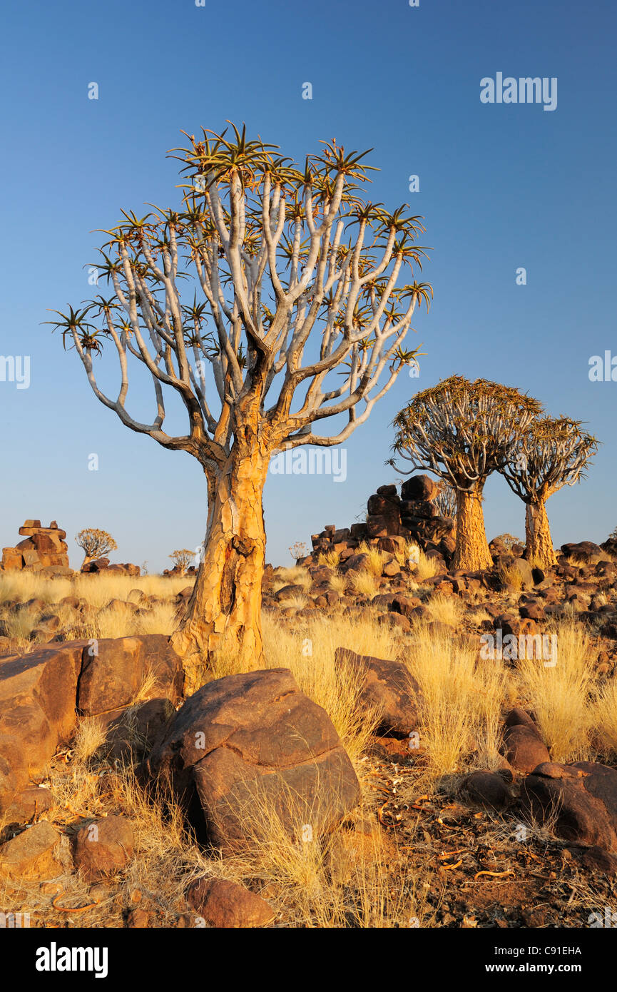 Dans Quiver Tree Forest Quiver Tree, l'Aloe dichotoma, Quiver Tree Forest, Keetmanshoop, Namibie Banque D'Images