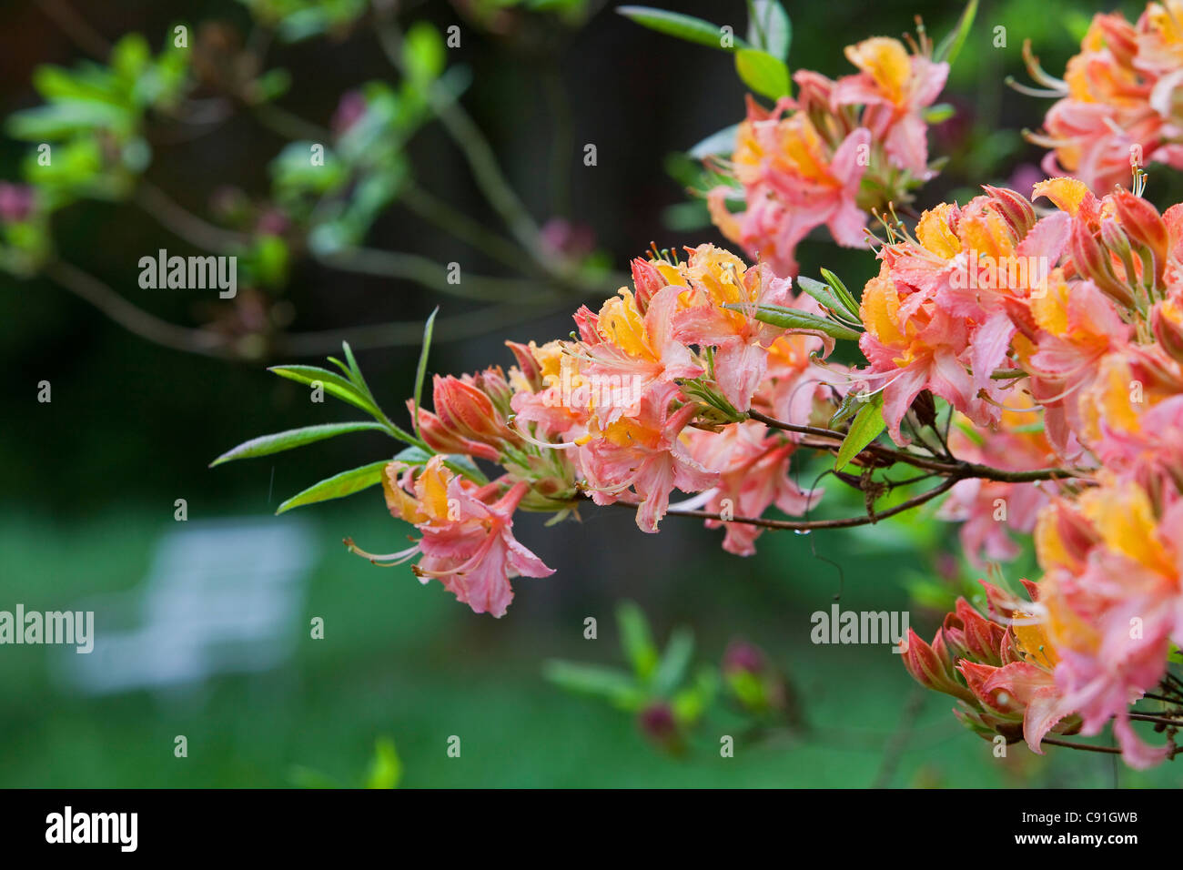 La floraison des azalées en fleurs dans le jardin, Breidings Sayony inférieur, Soltau, Allemagne Banque D'Images