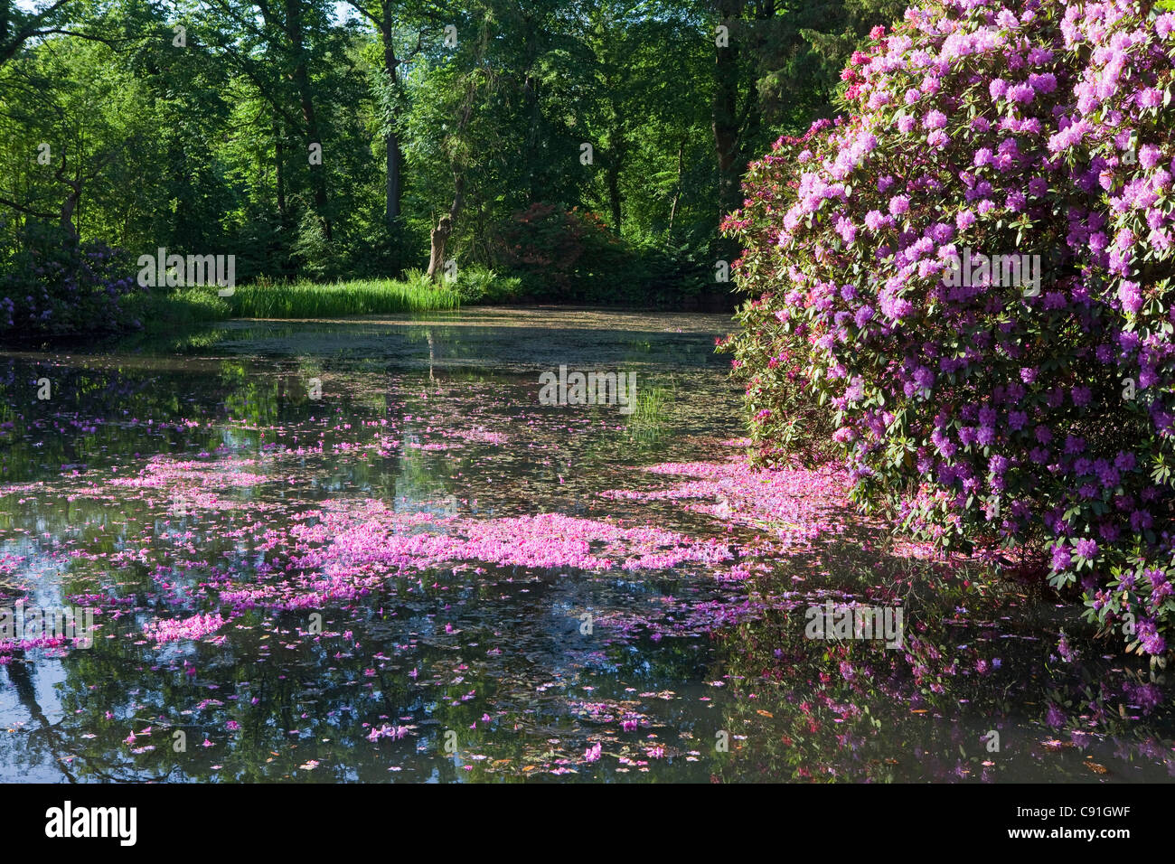 Rhododendron rose pétales flottant dans l'eau, paysage, Breidings jardin jardin, Soltau, Basse-Saxe, Allemagne Banque D'Images