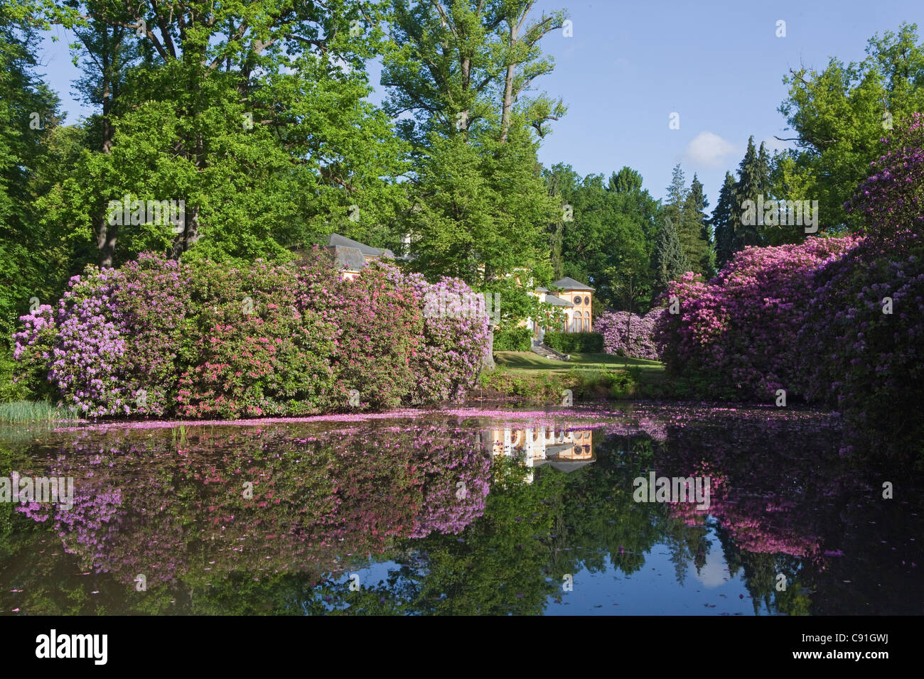 Rhododendron rose pétales flottant dans l'eau, paysage, Breidings jardin jardin, Soltau, Basse-Saxe, Allemagne Banque D'Images