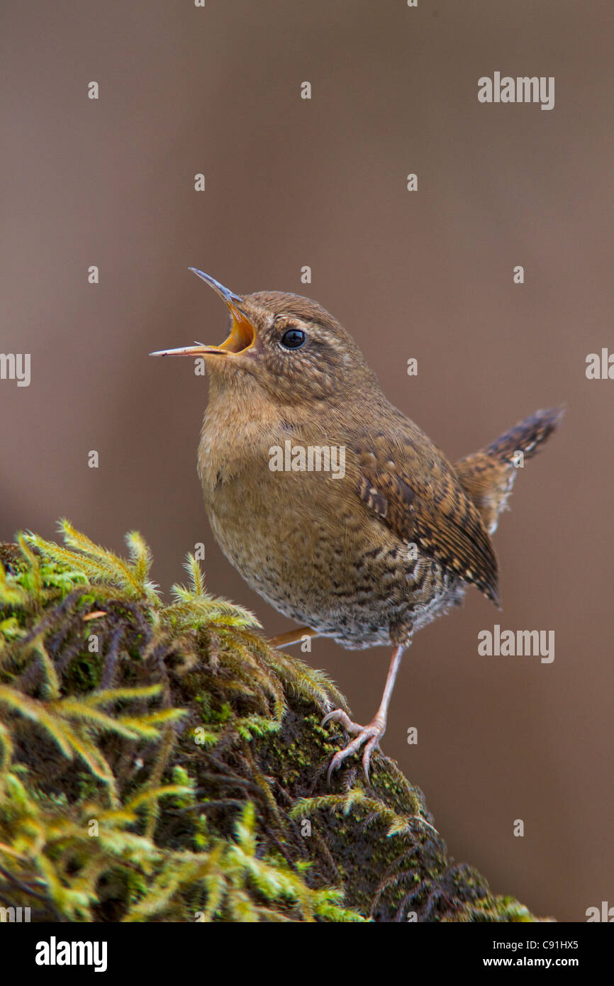 Un mâle chantant le troglodyte à partir d'un perchoir moussu dans une forêt ancienne sur Delta de la rivière Copper, près de Cordova, en Alaska, le printemps Banque D'Images