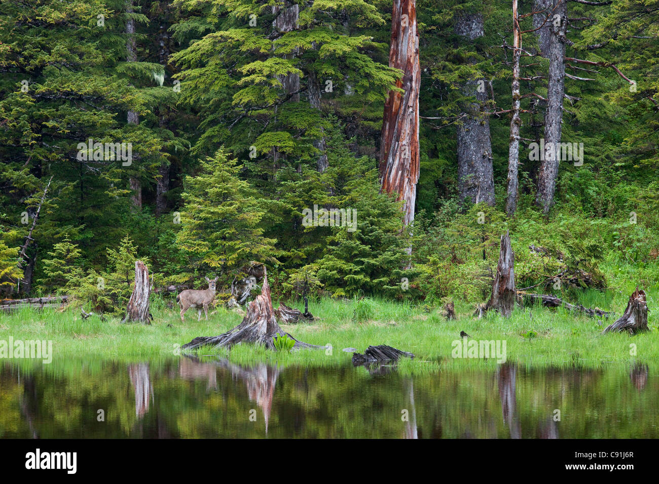 Cerf à queue noire de Sitka en étang dans la forêt tropicale, l'île de Hinchinbrook, Prince William Sound, Southcentral Alaska Banque D'Images