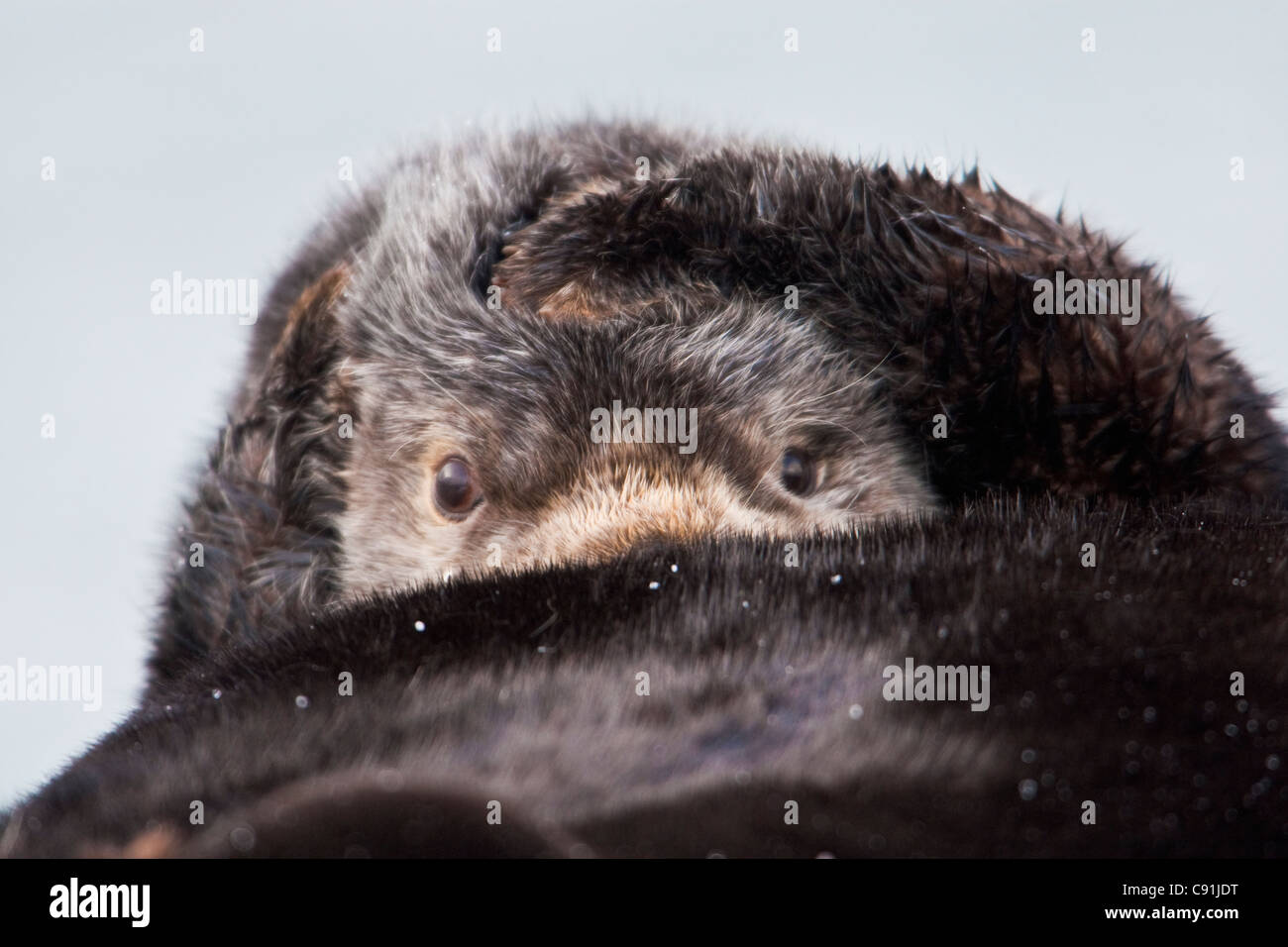 Peeking loutre de mer sous les armes tout en couvrant les oreilles avec pattes, Prince William Sound, Southcentral Alaska, Winter Banque D'Images