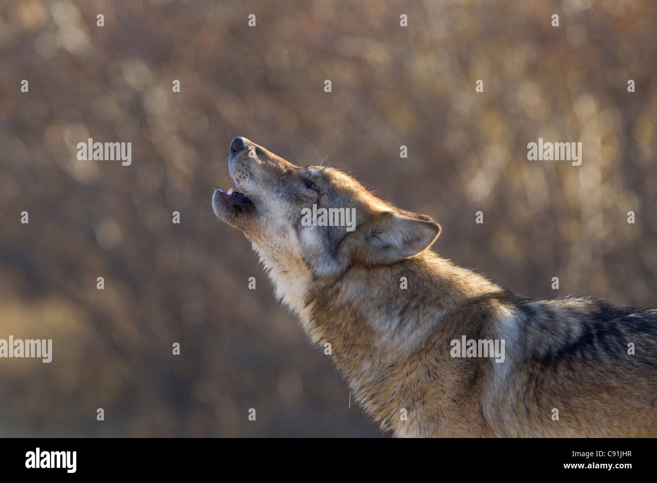 Gray Wolf howling, Parc National de Denal, l'intérieur de l'Alaska, l'automne Banque D'Images