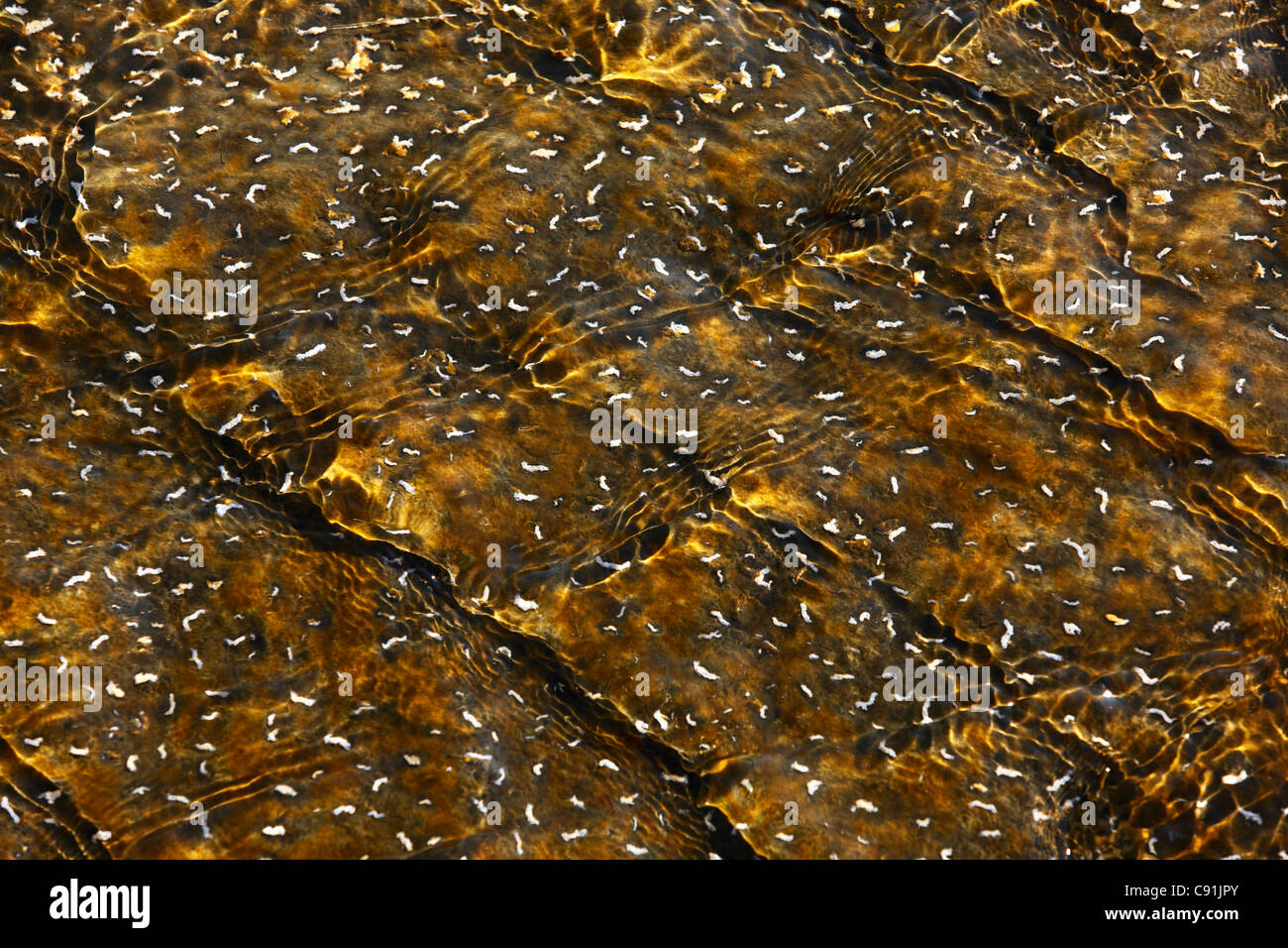 Les bactéries thermophiles à Hot Spring, le Parc National de Yellowstone Banque D'Images