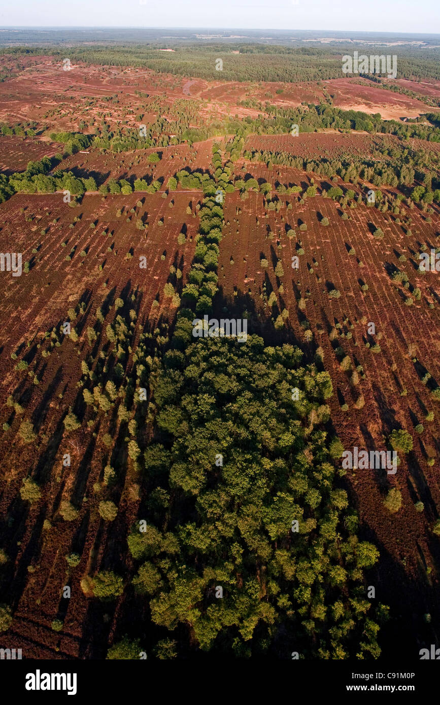 Photo aérienne de l'Lueneburg Heath, réserve naturelle, Basse-Saxe, Allemagne Banque D'Images