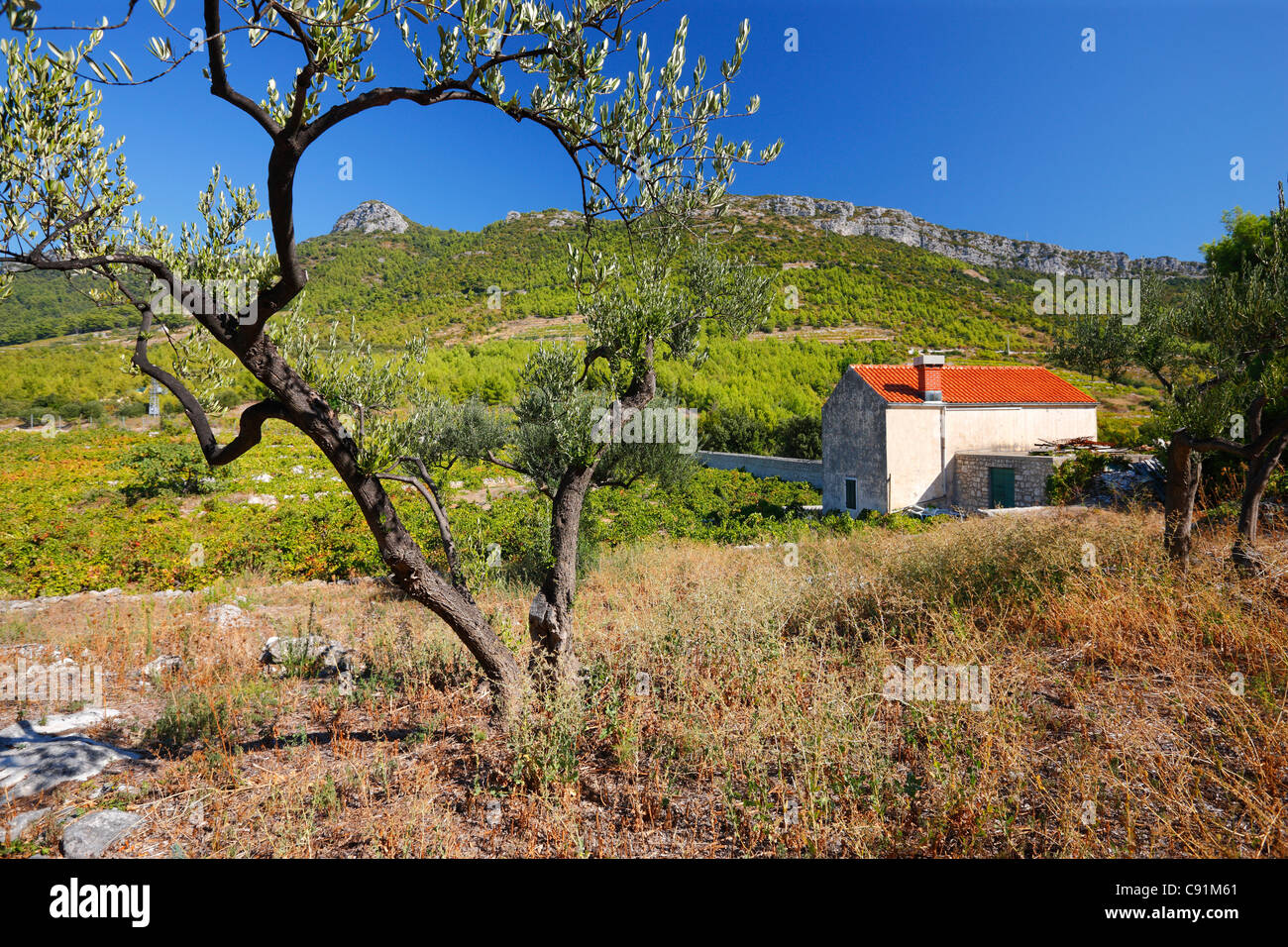 Olivier et vieille maison dalmate dans Trstenik sur l'île de Brac, Croatie Banque D'Images