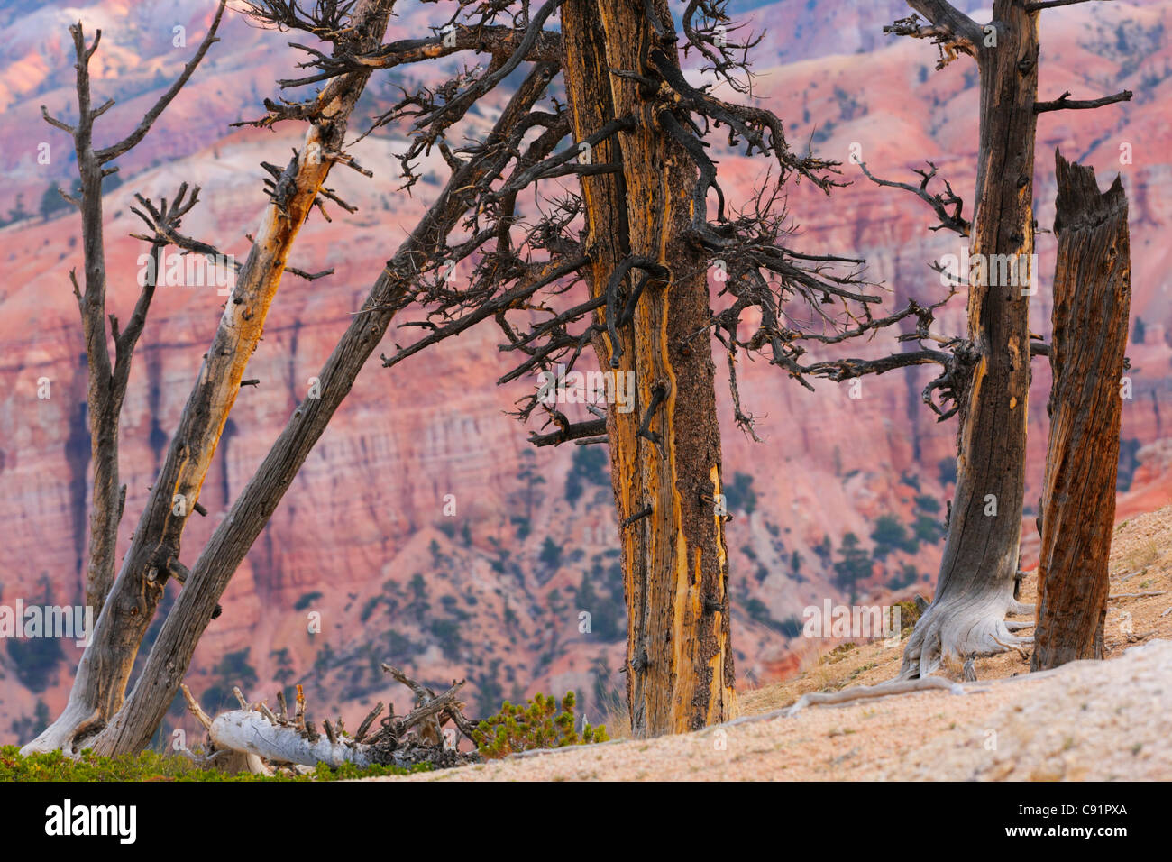 Les troncs d'arbres morts, Bryce Canyon National Park Banque D'Images