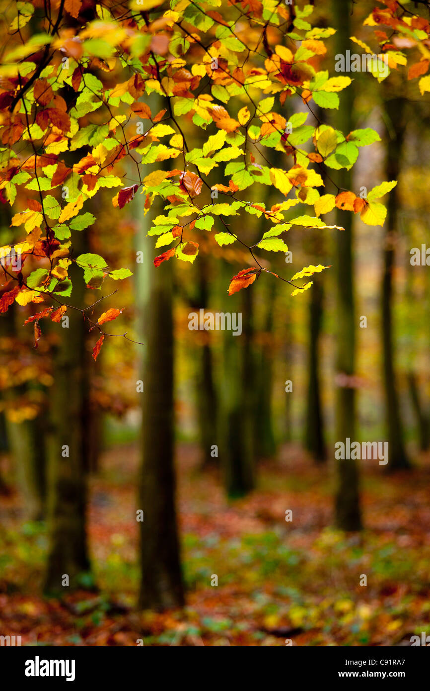 Close-up de feuilles et les arbres d'Automne dans le bois. Banque D'Images