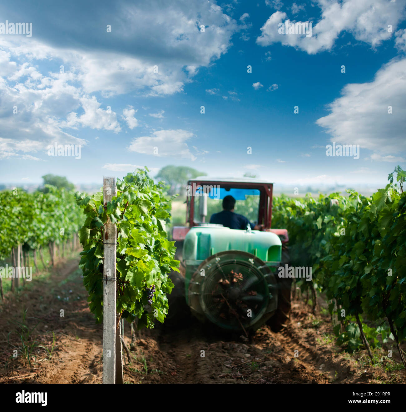 La pulvérisation du tracteur à l'aide de produits chimiques. vignobles Ciel bleu avec des nuages Banque D'Images